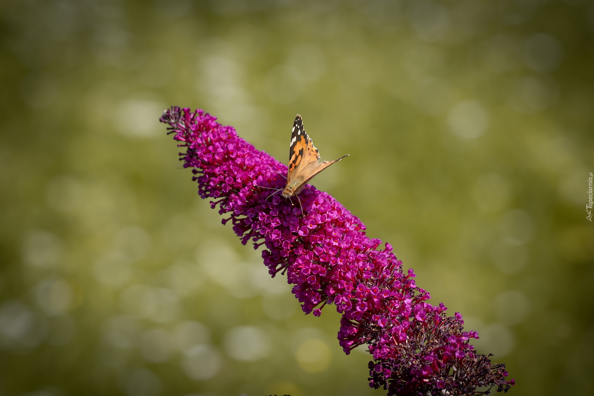Motyl, Rusałka osetnik, Kwiat, Budleja