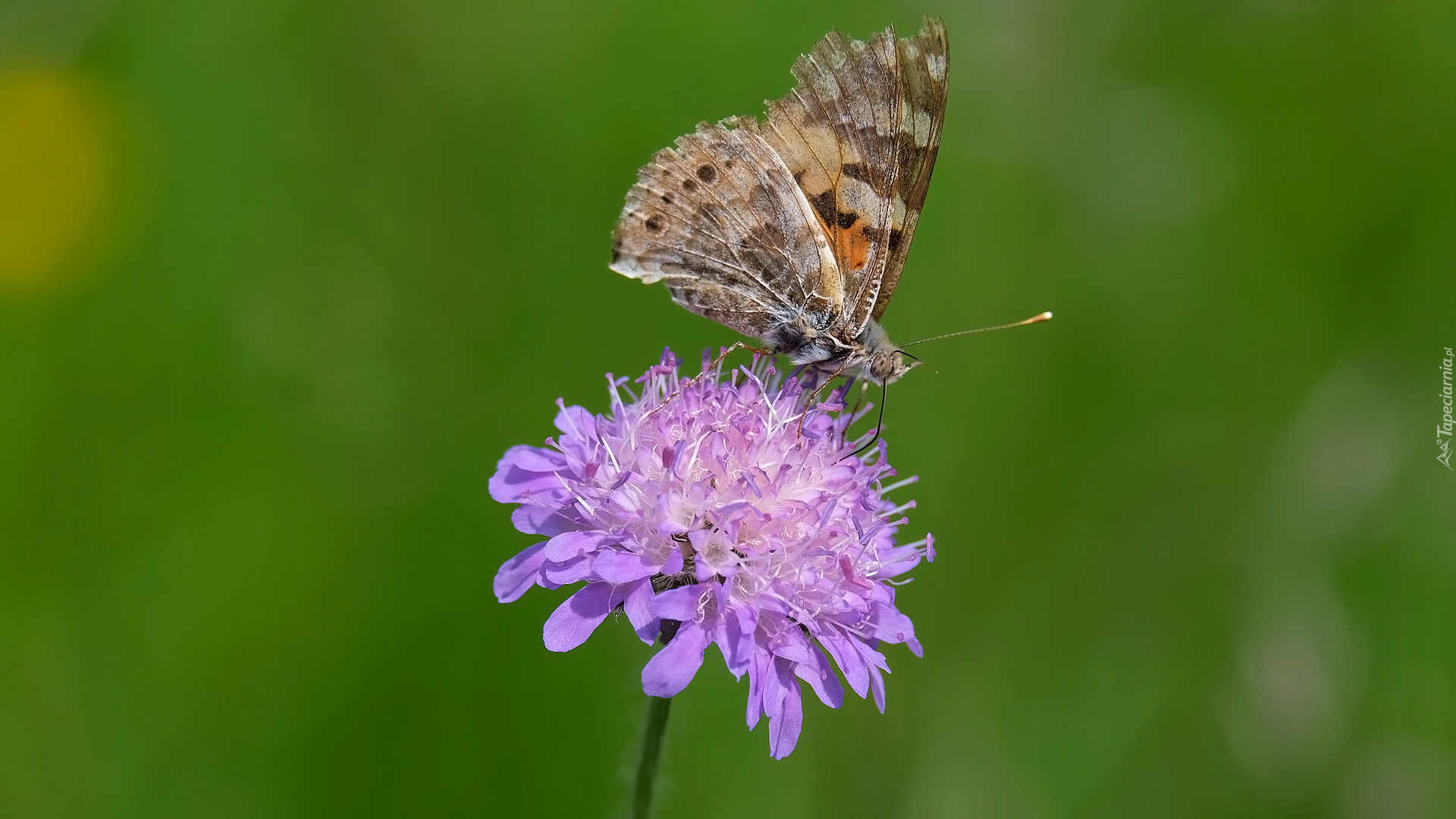 Kwiat, Driakiew, Motyl, Rusałka osetnik