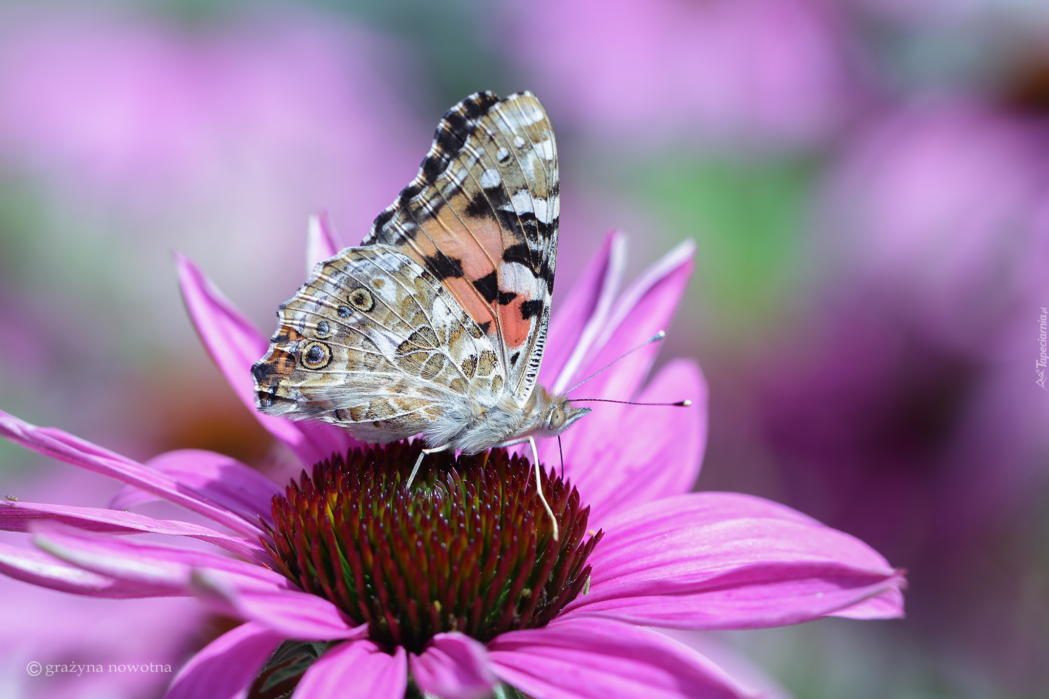 Rusałka osetnik, Motyl, Kwiat, Jeżówka