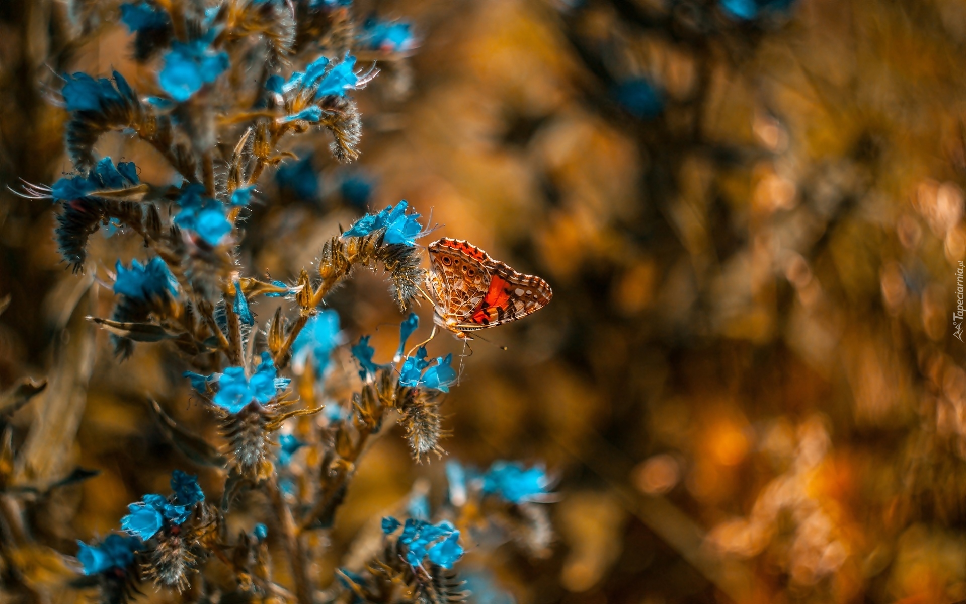 Niebieskie, Kwiaty, Motyl, Rusałka osetnik