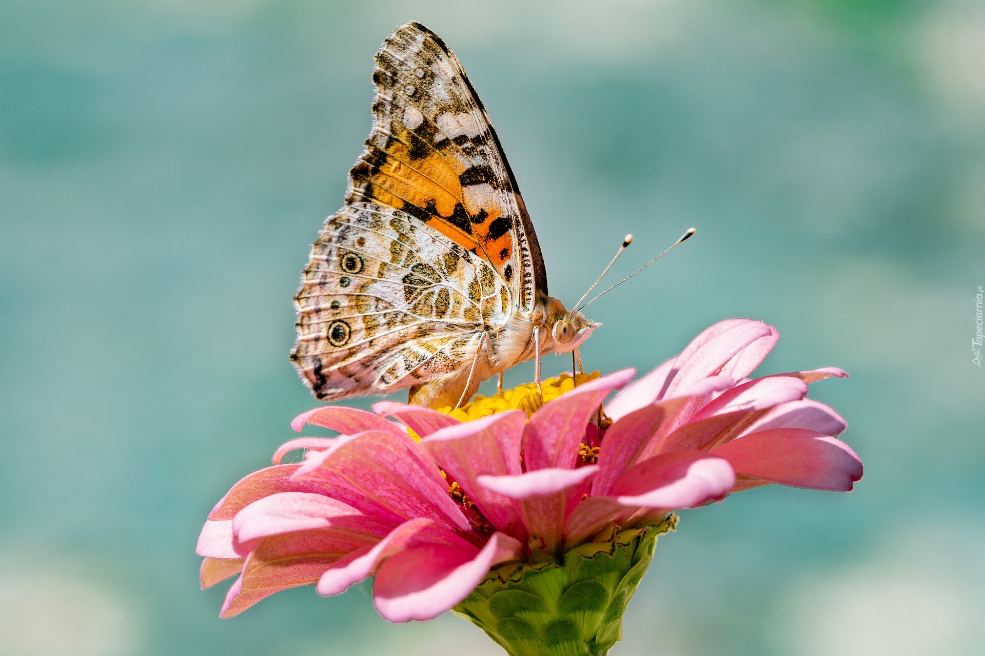 Motyl, Rusałka osetnik, Kwiat, Różowa, Cynia