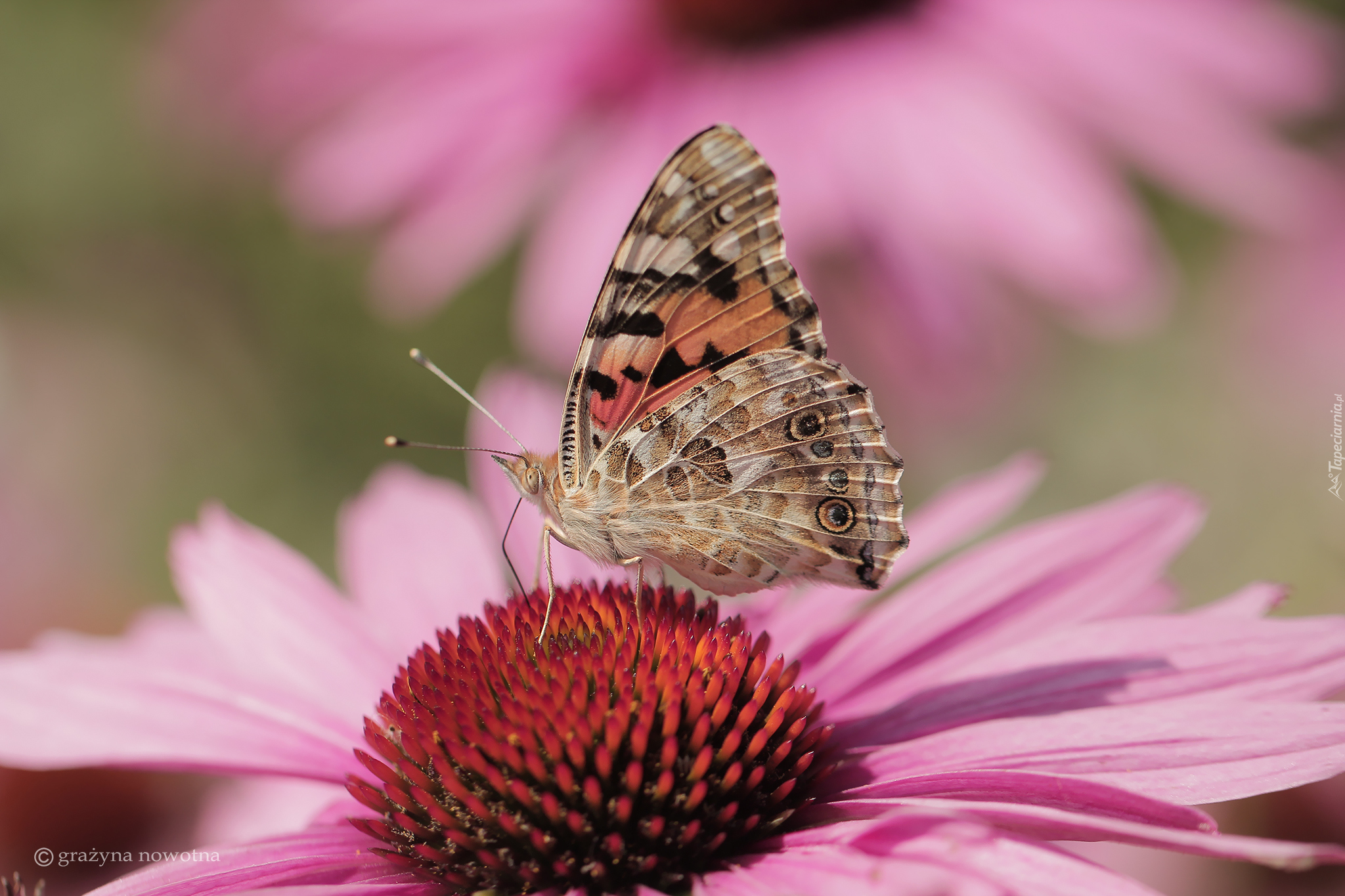 Rusałka osetnik, Motyl, Owad, Makro, Kwiat, Jeżówka