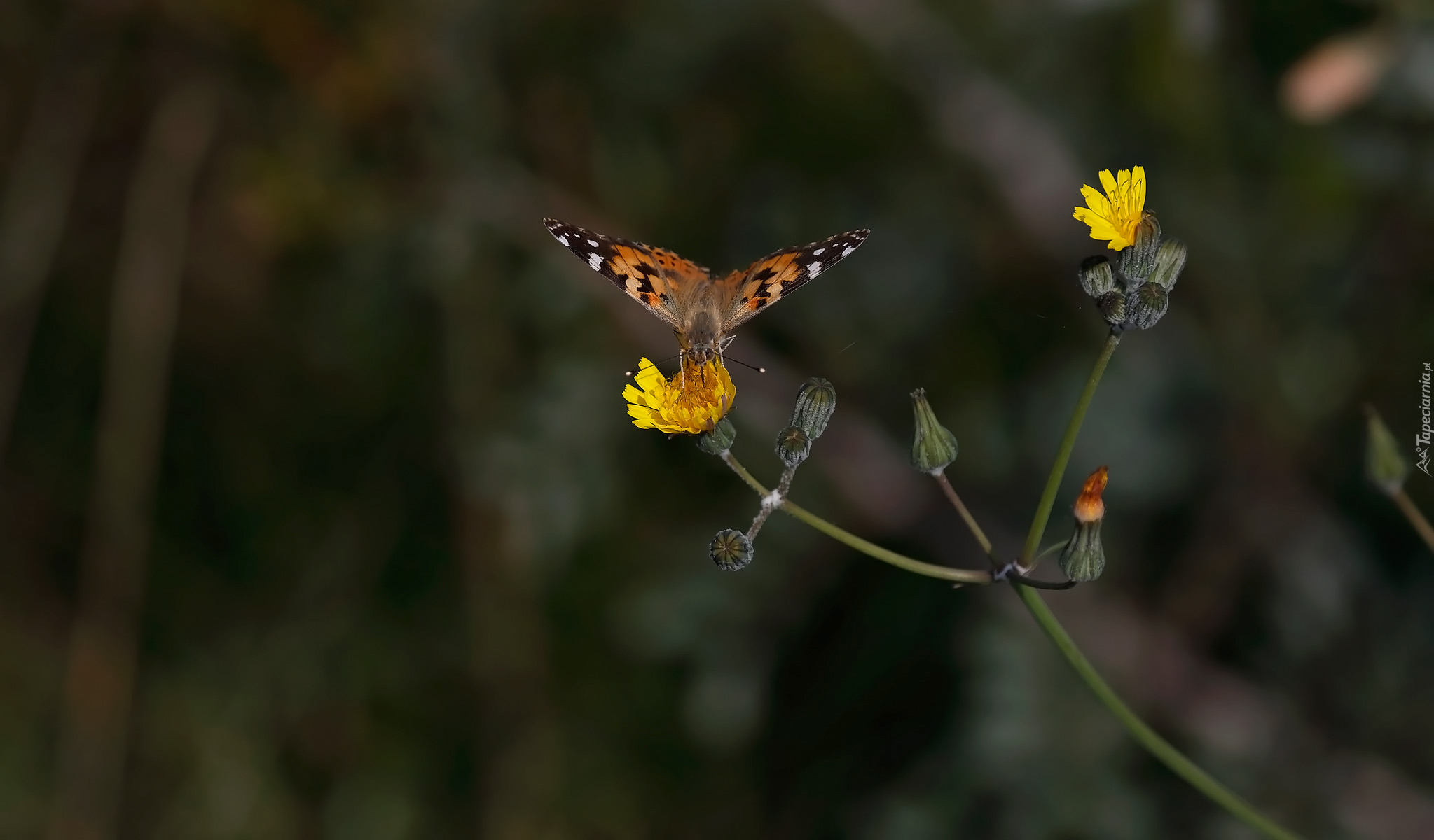 Motyl, Rusałka osetnik, Żółty, Kwiat