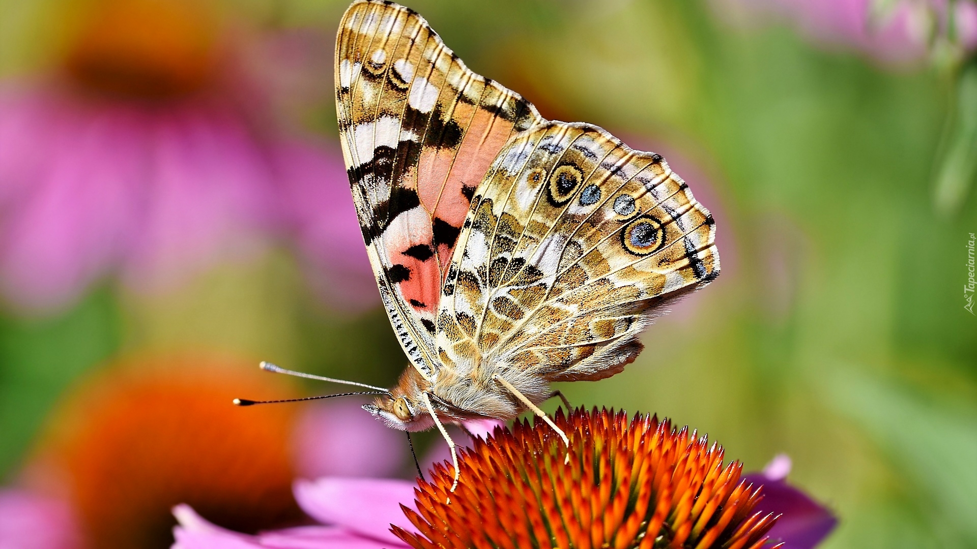 Kwiat, Jeżówka, Motyl, Rusałka osetnik