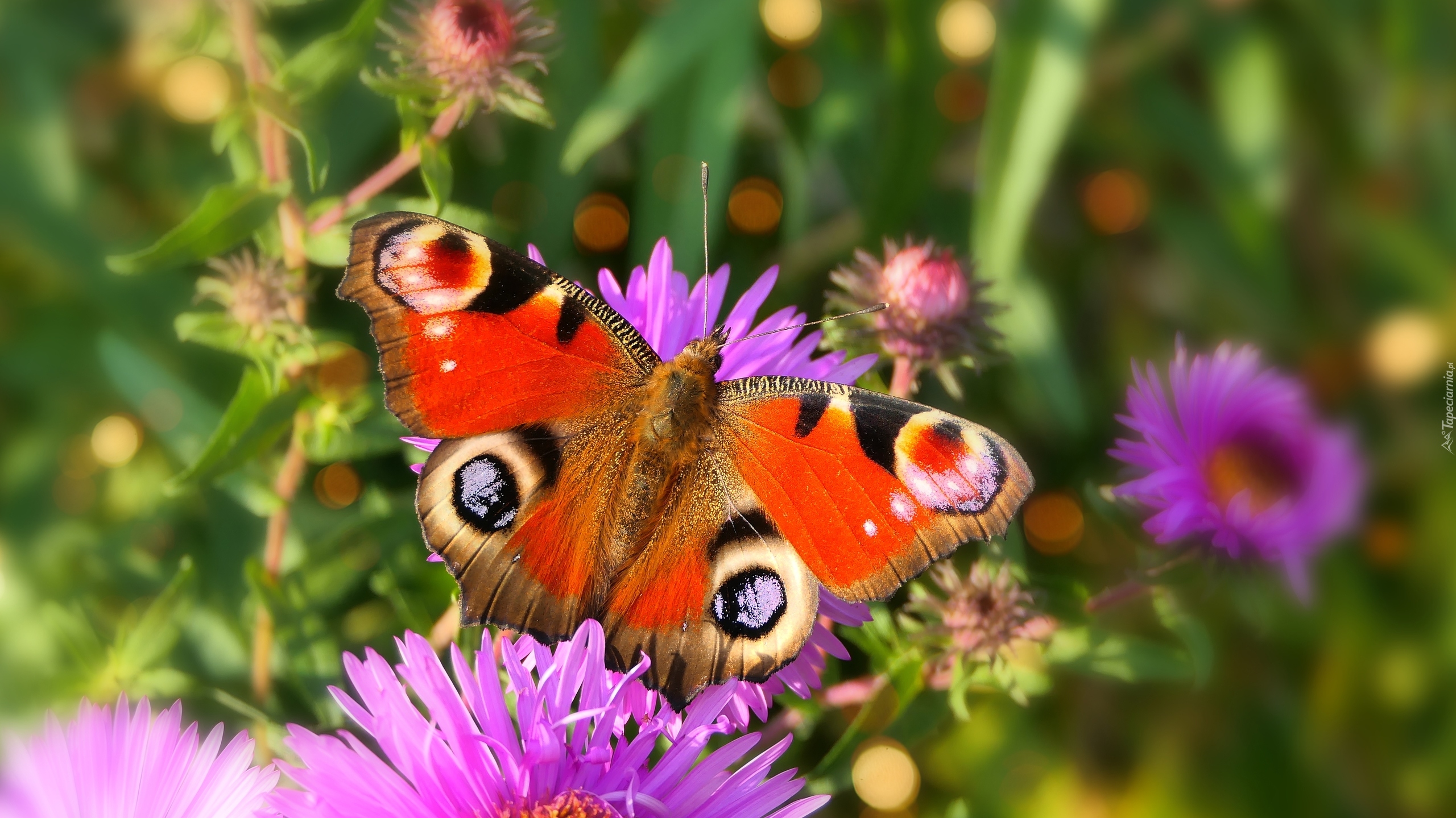 Rusałka pawik, Motyl