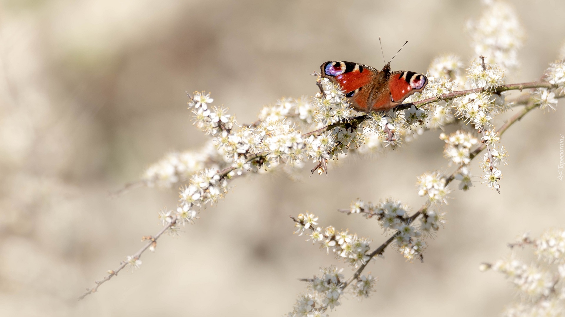 Gałązki, Białe, Kwiaty, Motyl, Rusałka pawik