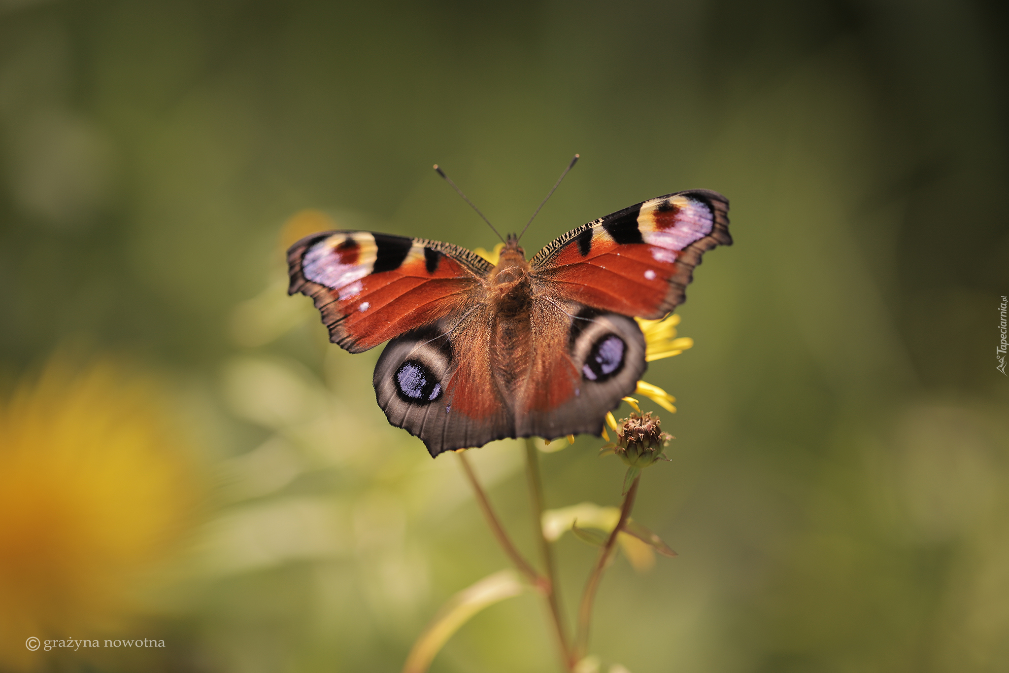 Rusałka pawik, Motyl, Owad