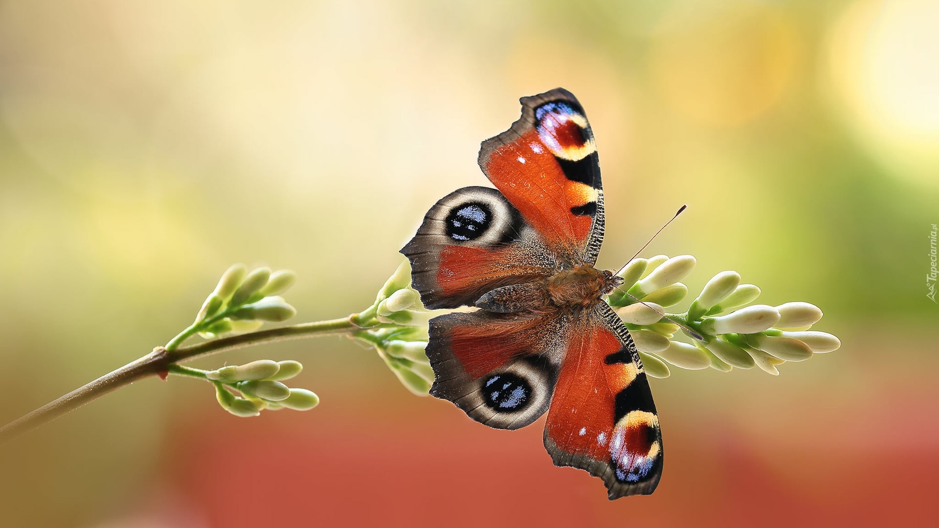 Motyl, Rusałka pawik, Roślina, Makro