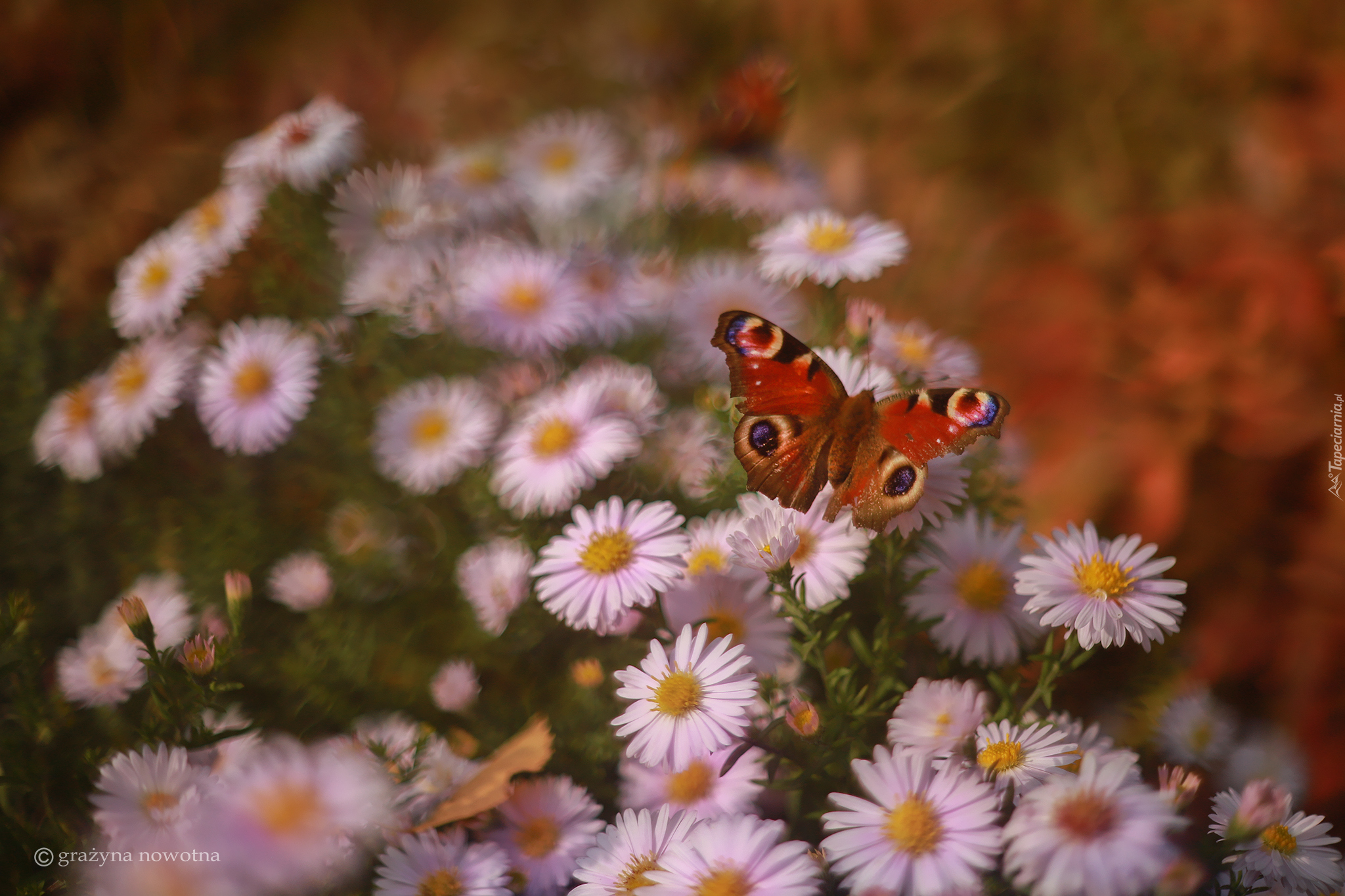 Motyl, Rusałka pawik, Owad, Astry