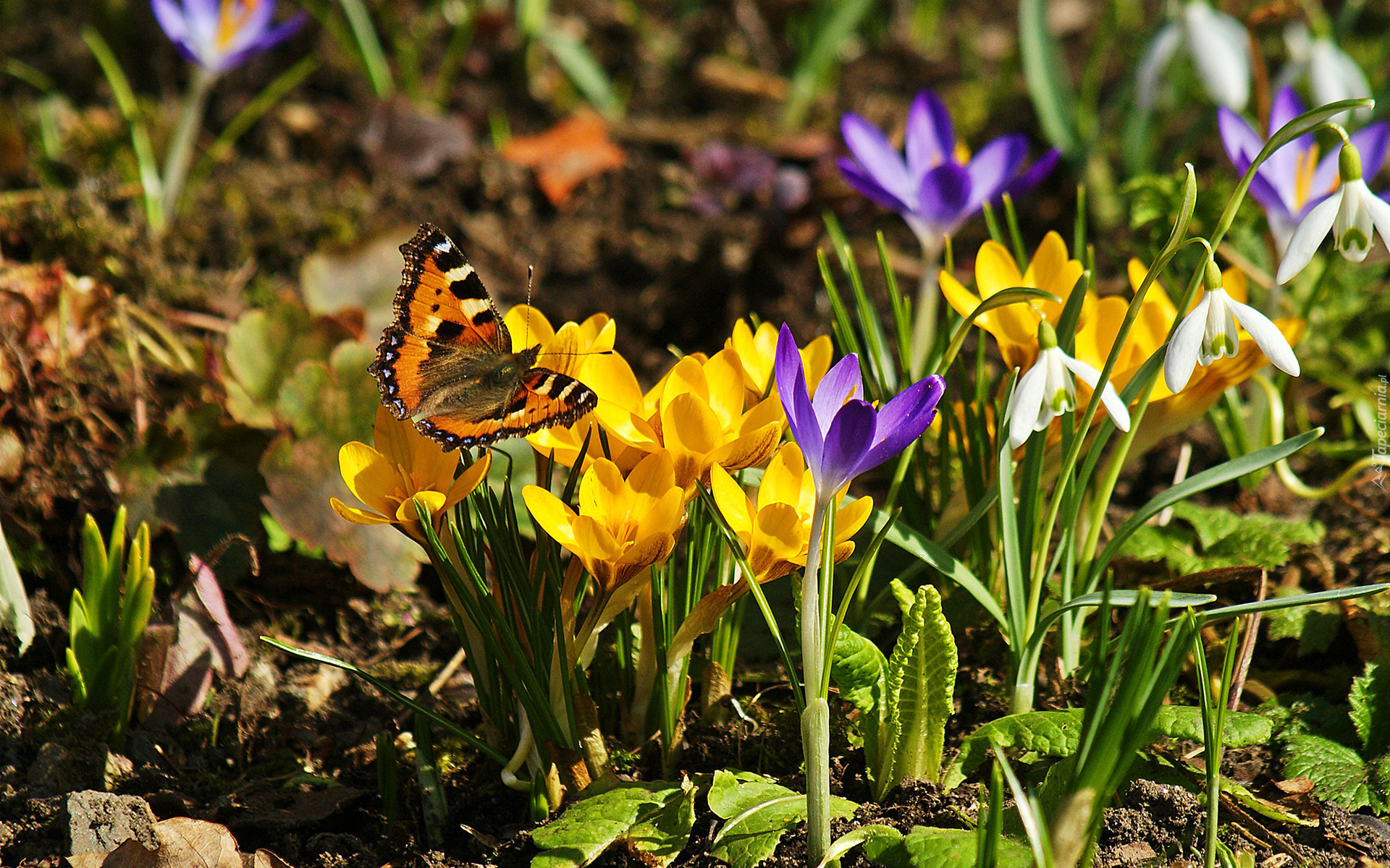 Wiosna, Krokusy, Przebiśniegi, Motyl