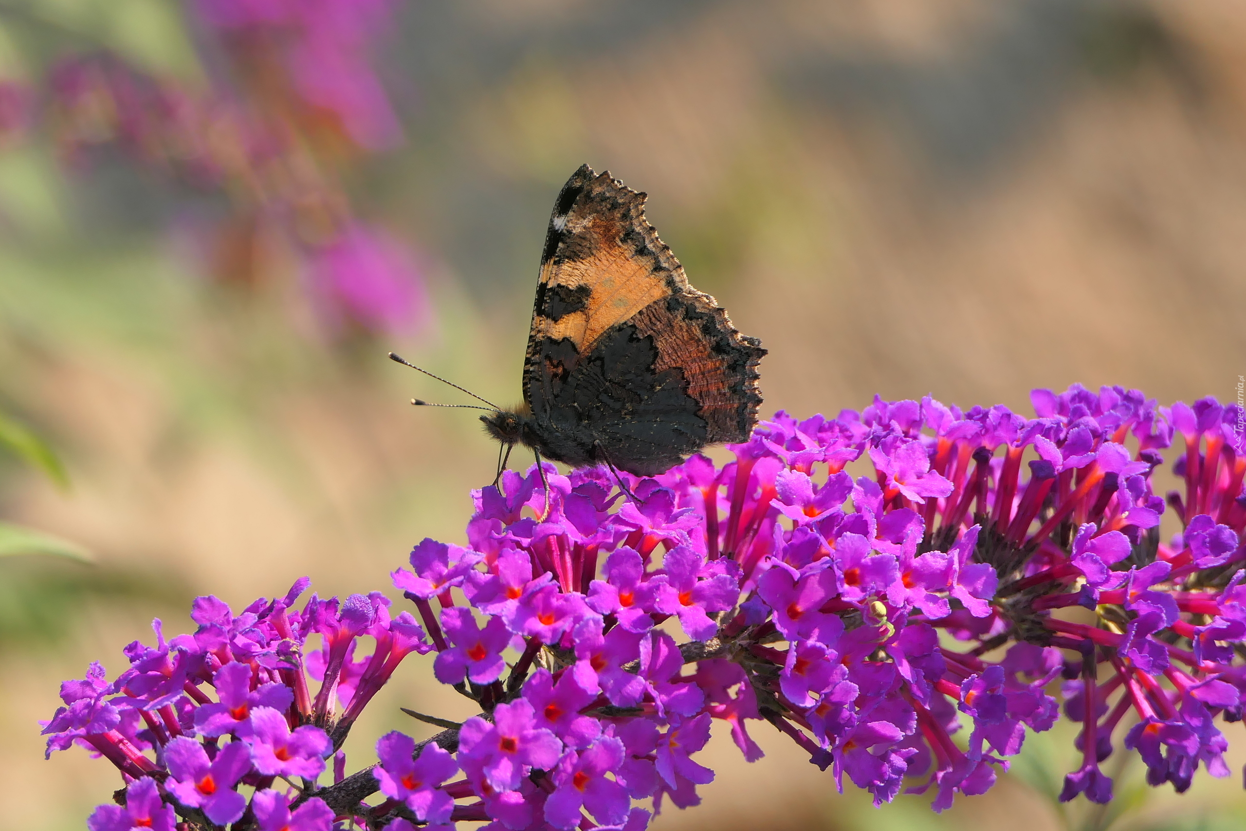 Rusałka pokrzywnik, Motyl, Kwiat