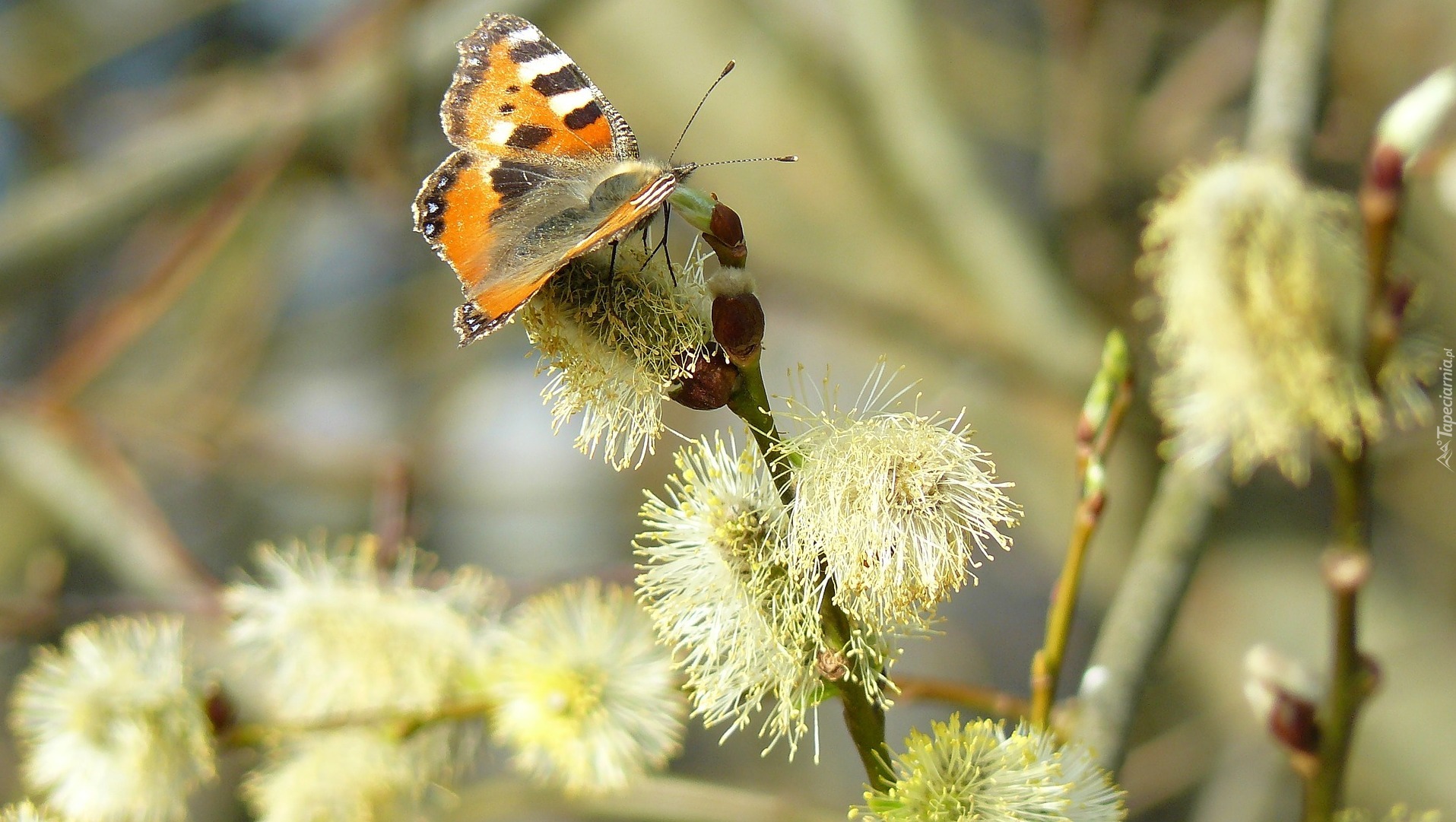 Motyl, Rusałka pokrzwnik, Gałązki, Wierzby