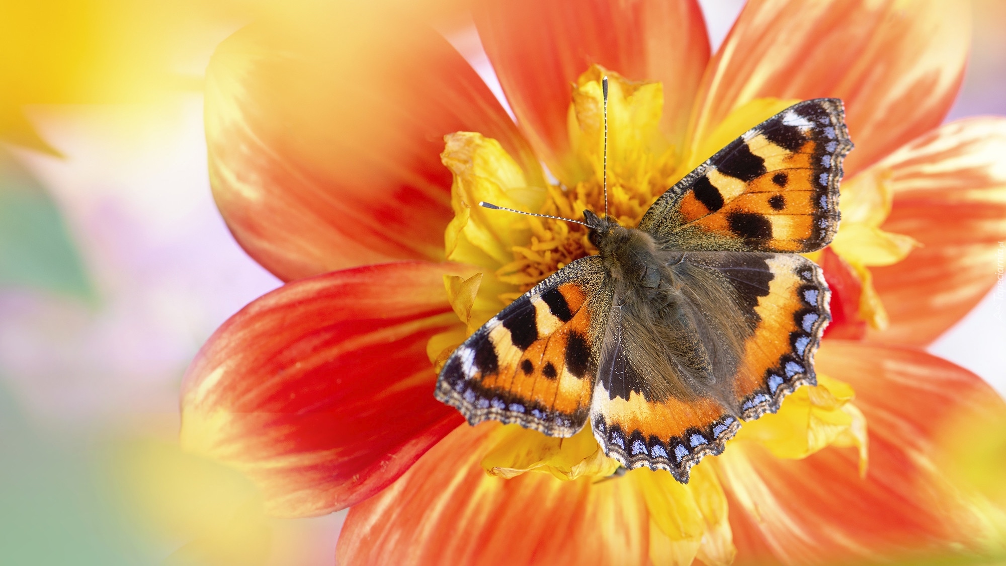 Motyl, Rusałka pokrzywnik, Kwiat, Makro