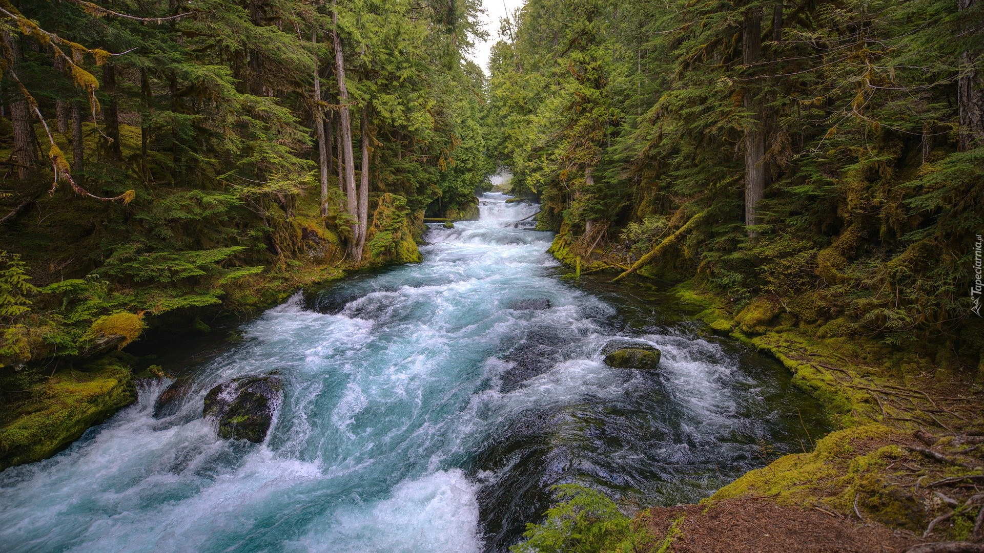 Rzeka, McKenzie River, Las, Drzewa, Stan Oregon, Stany Zjednoczone
