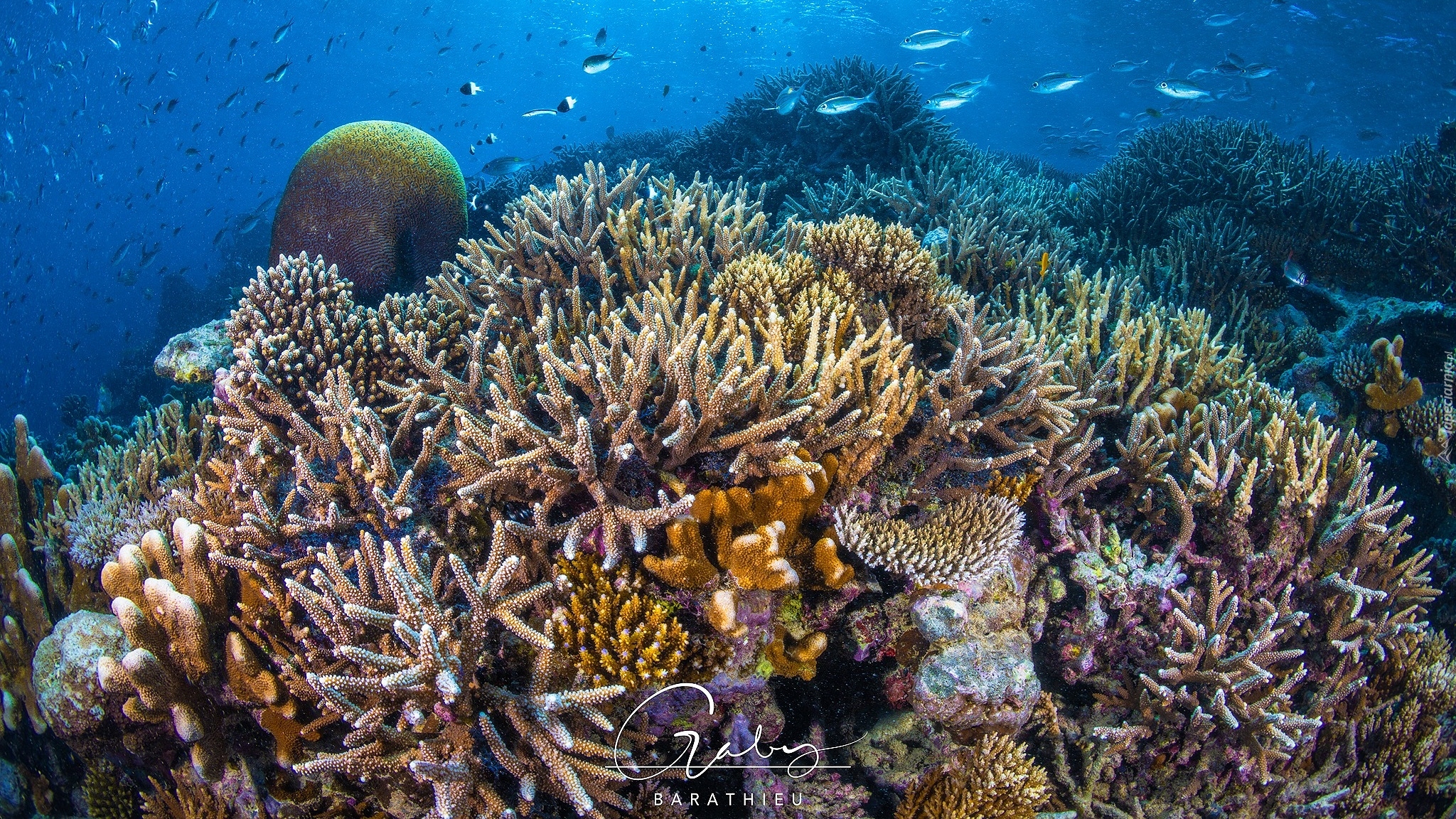 Morze, Koralowce, Ryby, Rafa koralowa