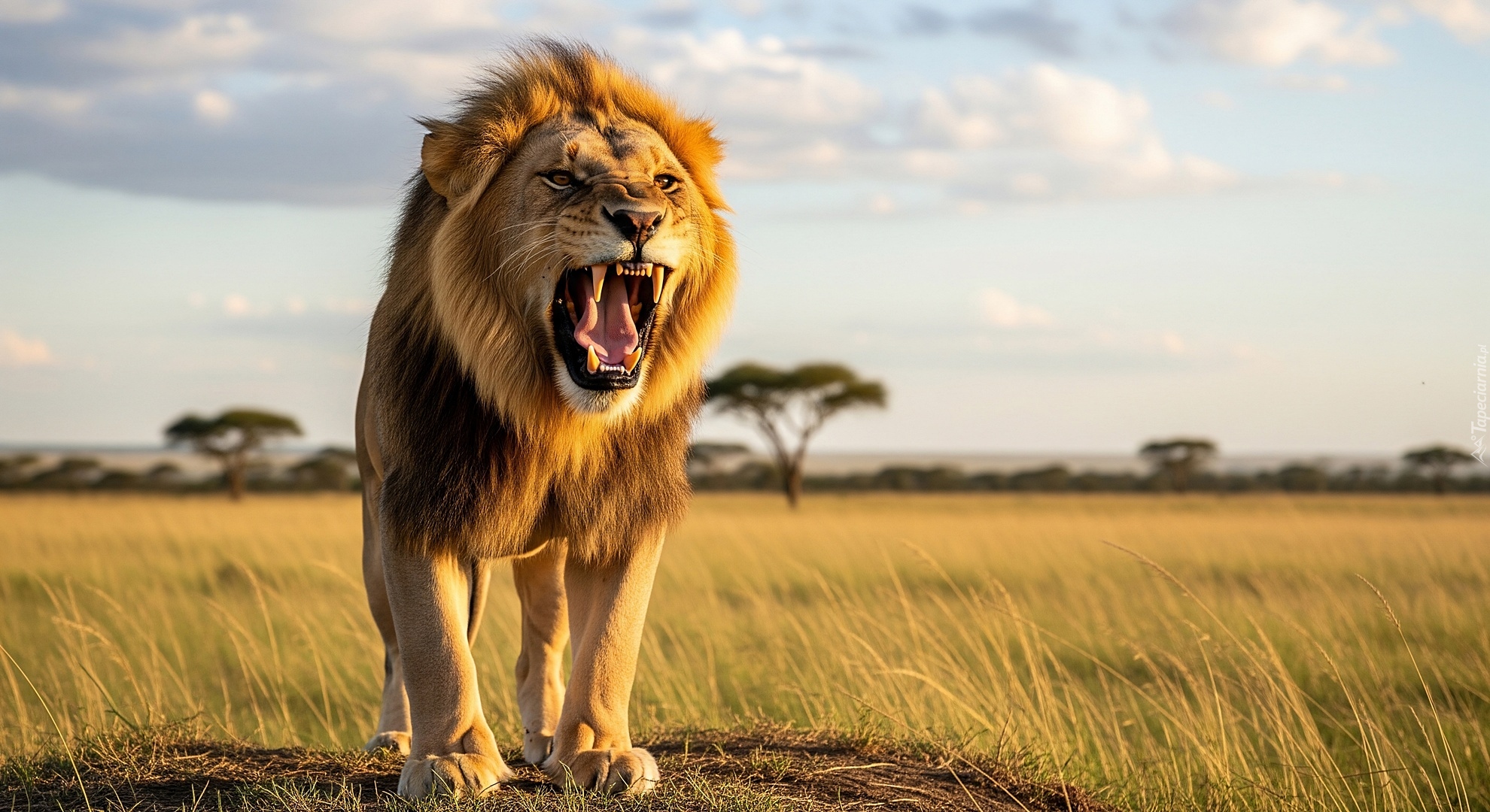 Lew, Kły, Sawanna, Grafika AI