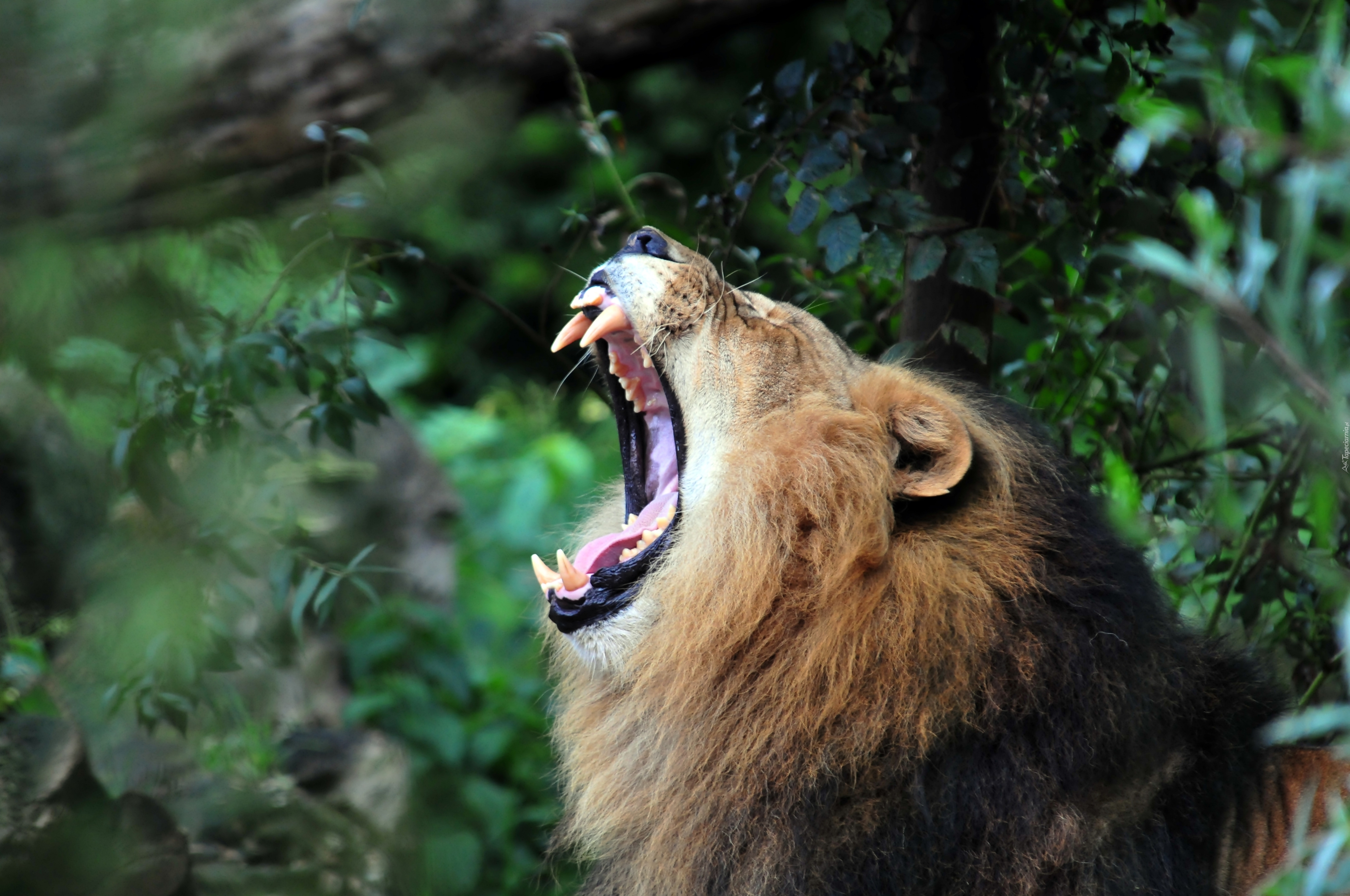 львица рык клыки пасть the lioness roar fangs mouth скачать