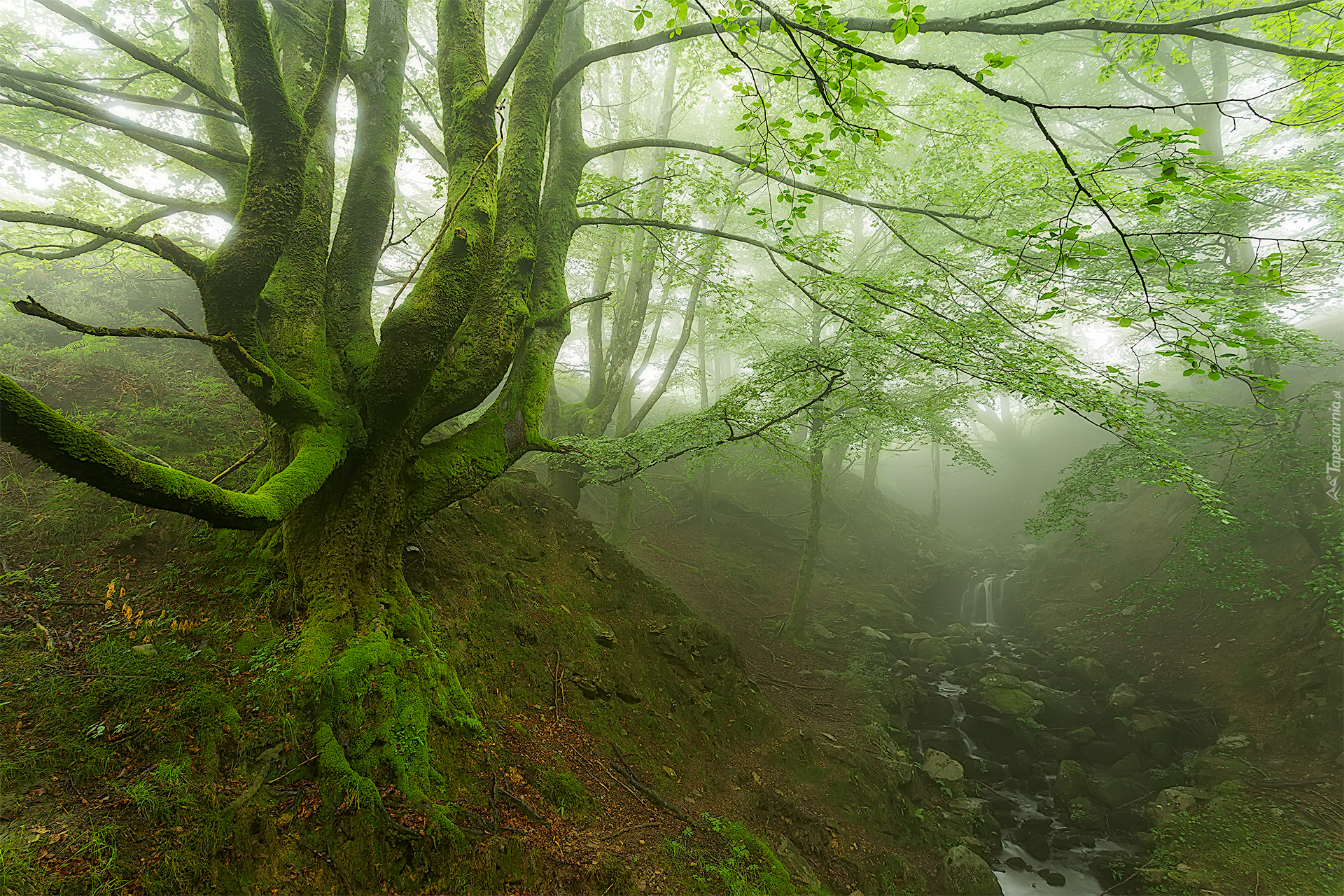 Las, Drzewa, Rzeka, Mgła