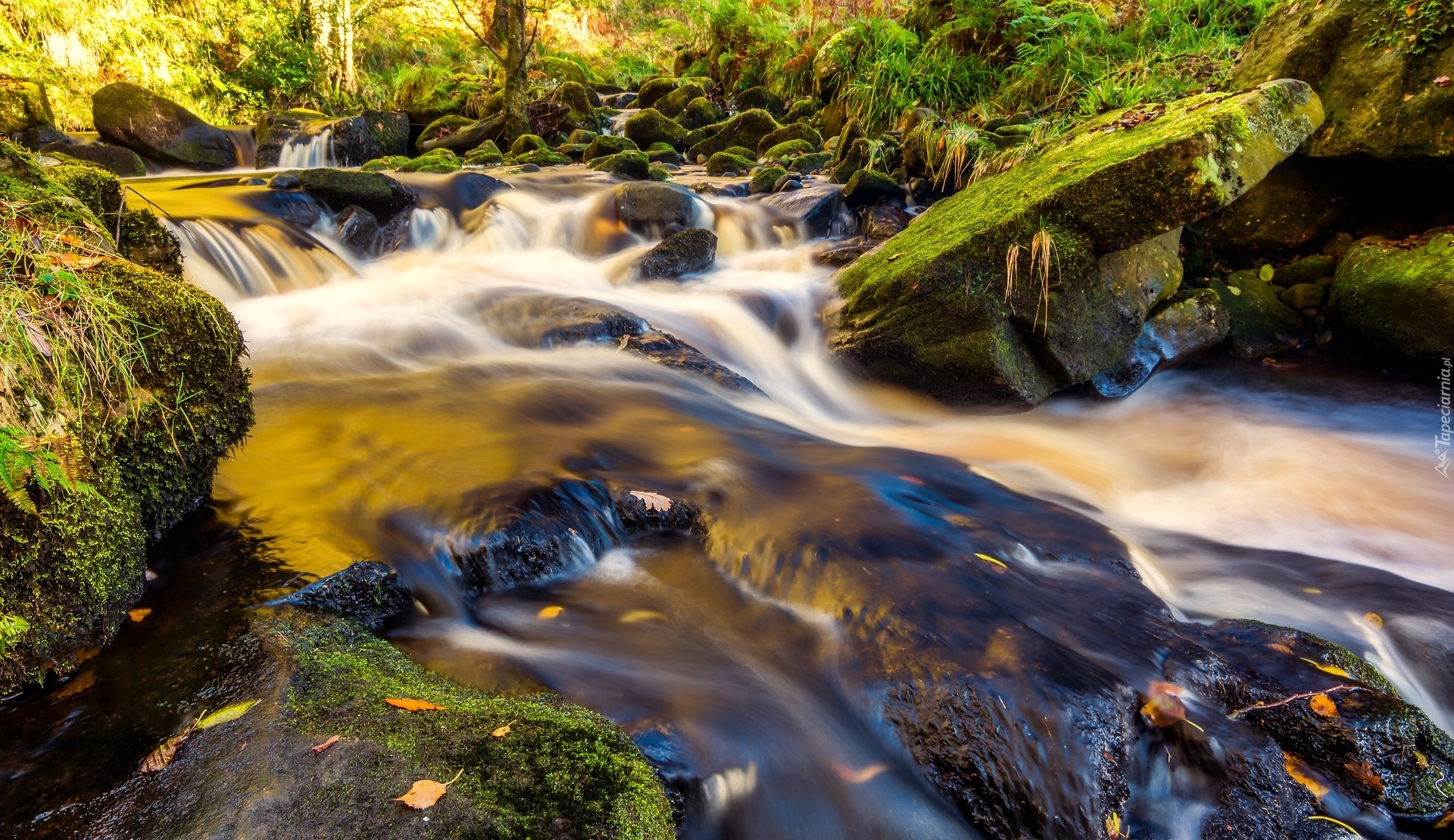 Anglia, Hrabstwo Yorkshire, Las Valley Of Desolation, Rzeka, Omszałe, Kamienie, Rośliny