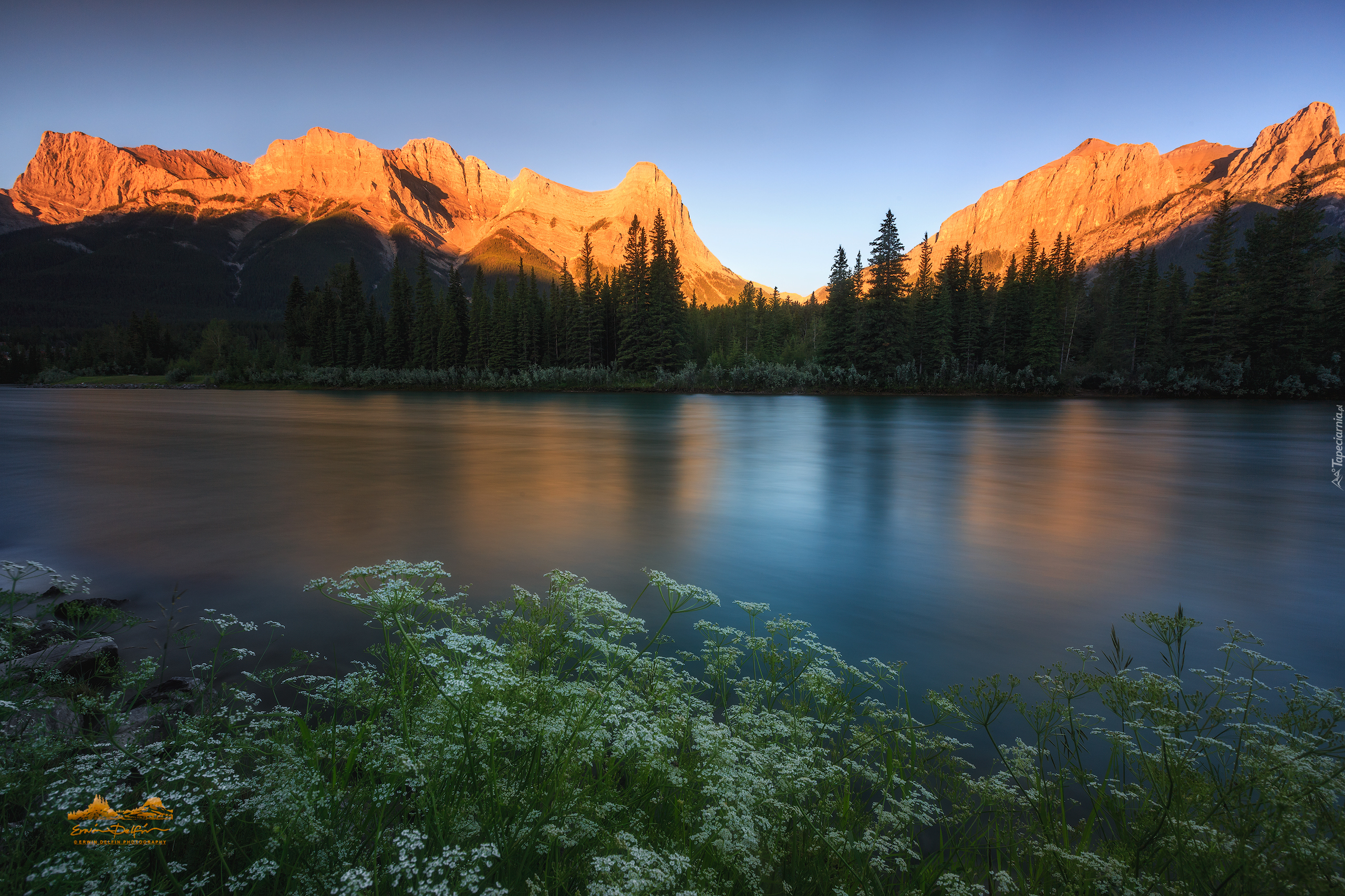 Góry, Canadian Rockies, Rzeka Bow, Las, Drzewa, Roślinność, Alberta, Kanada