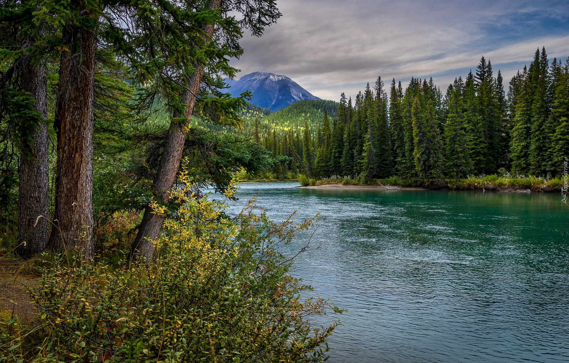 Rzeka, Bow River, Drzewa, Lasy, Góry, Park Narodowy Banff, Alberta, Kanada