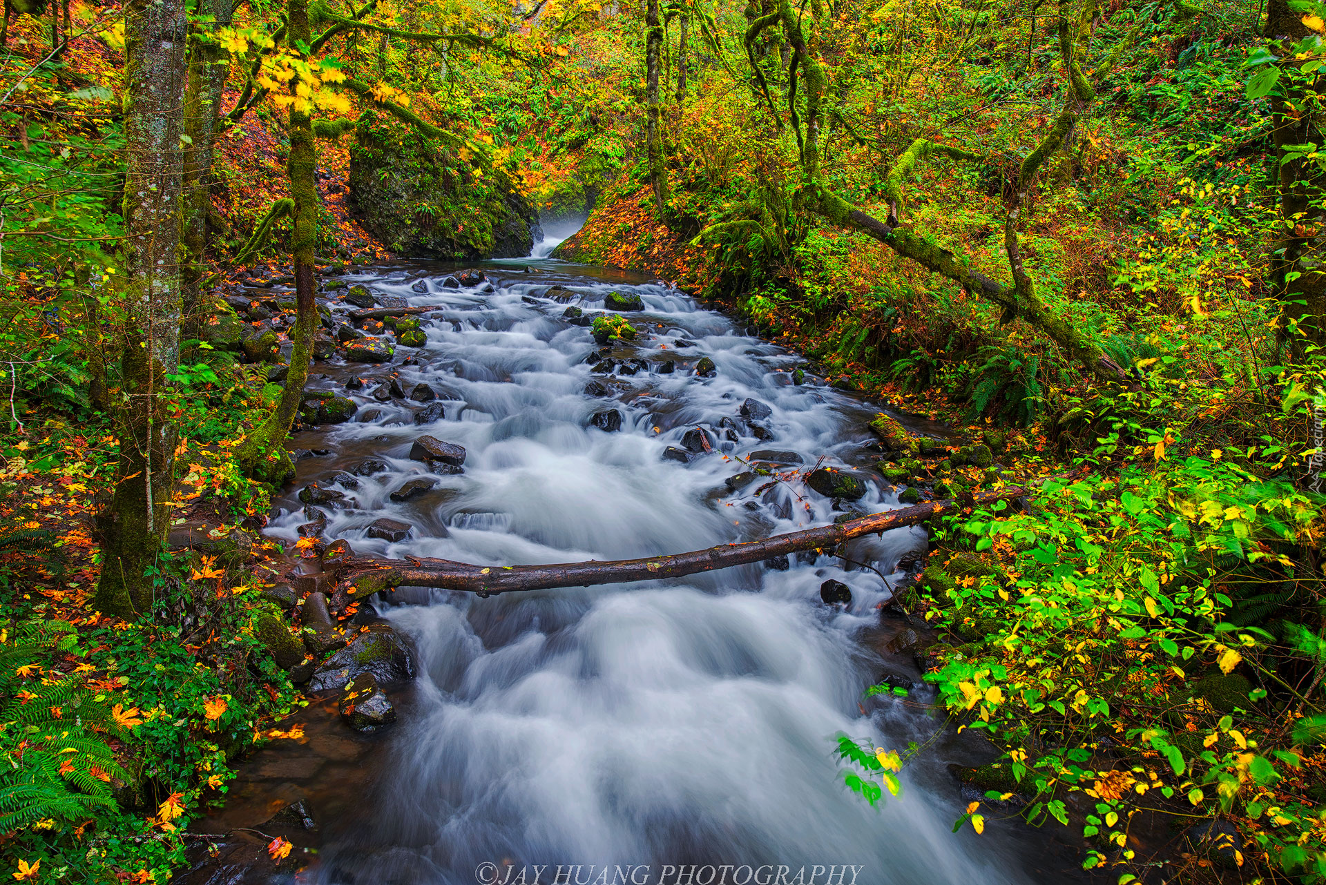 Rzeka Bridal Veil Creek, Las, Drzewa, Kamienie, Jesień, Rezerwat przyrody Columbia River Gorge, Oregon, Stany Zjednoczone