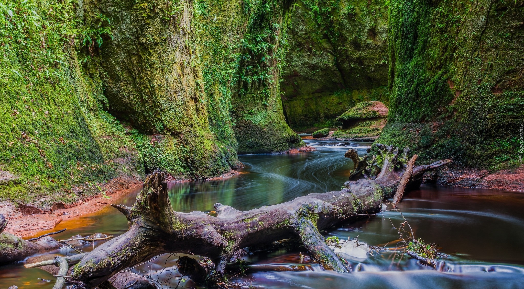 Szkocja, Wąwóz Finnich Glen, Skały, Rzeka Carnock Burn, Uschnięty, Pień, Zieleń