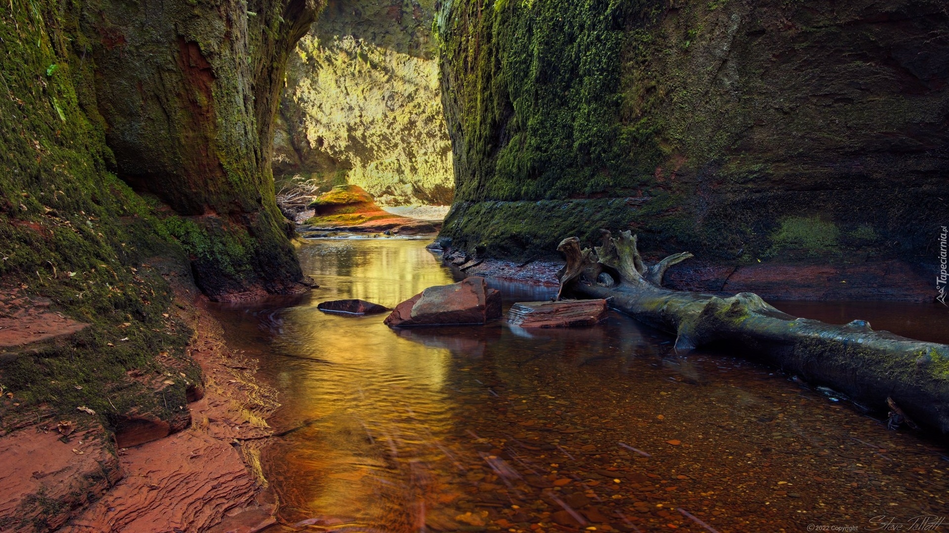 Szkocja, Wąwóz Finnich Glen, Skały, Rzeka Carnock Burn, Uschnięty, Pień