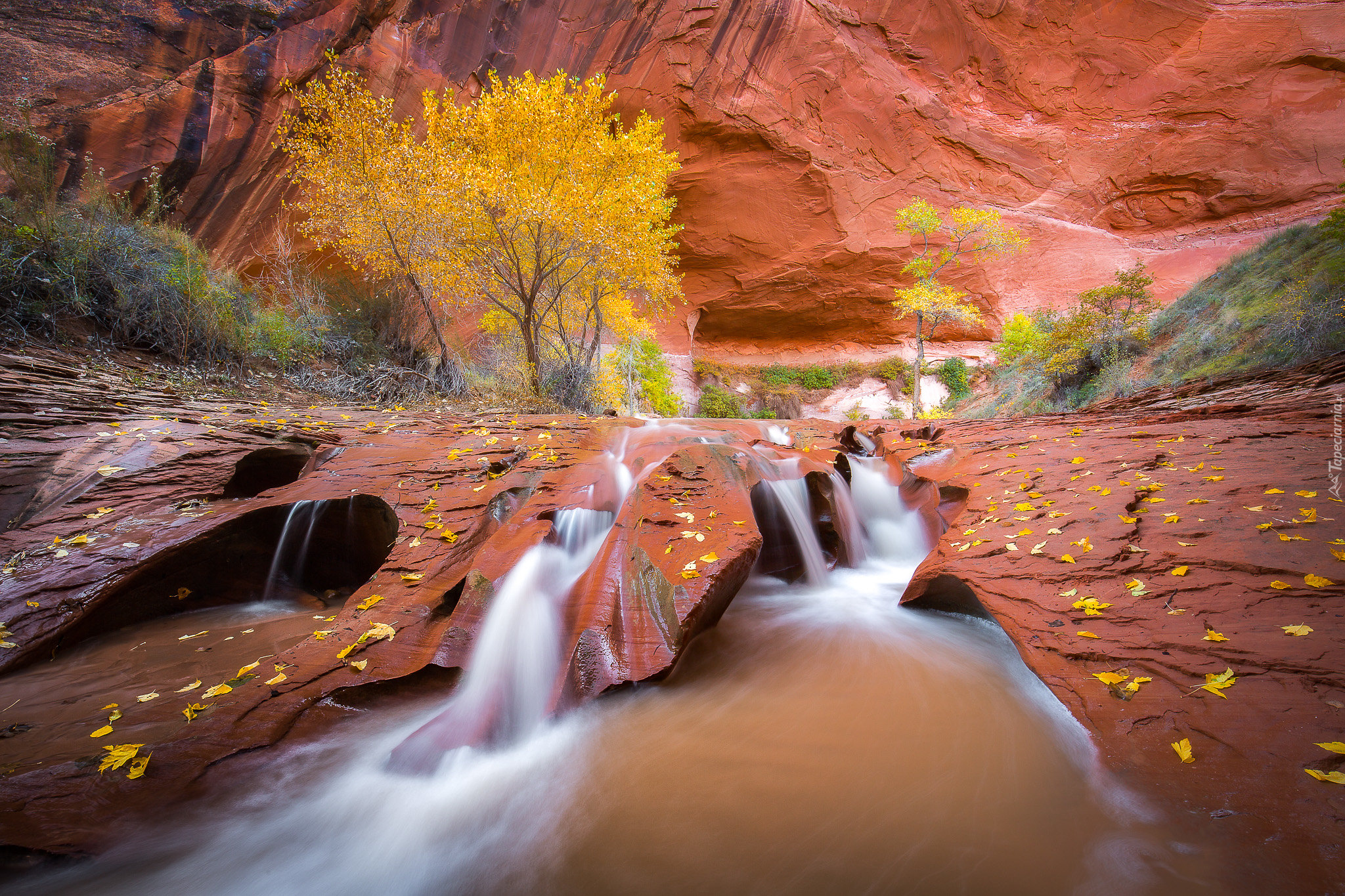 Rzeka Coyote Gulch, Wąwóz, Czerwone, Skały, Drzewa, Roślinność, Liście, Jesień, Stan Utah, Stany Zjednoczone