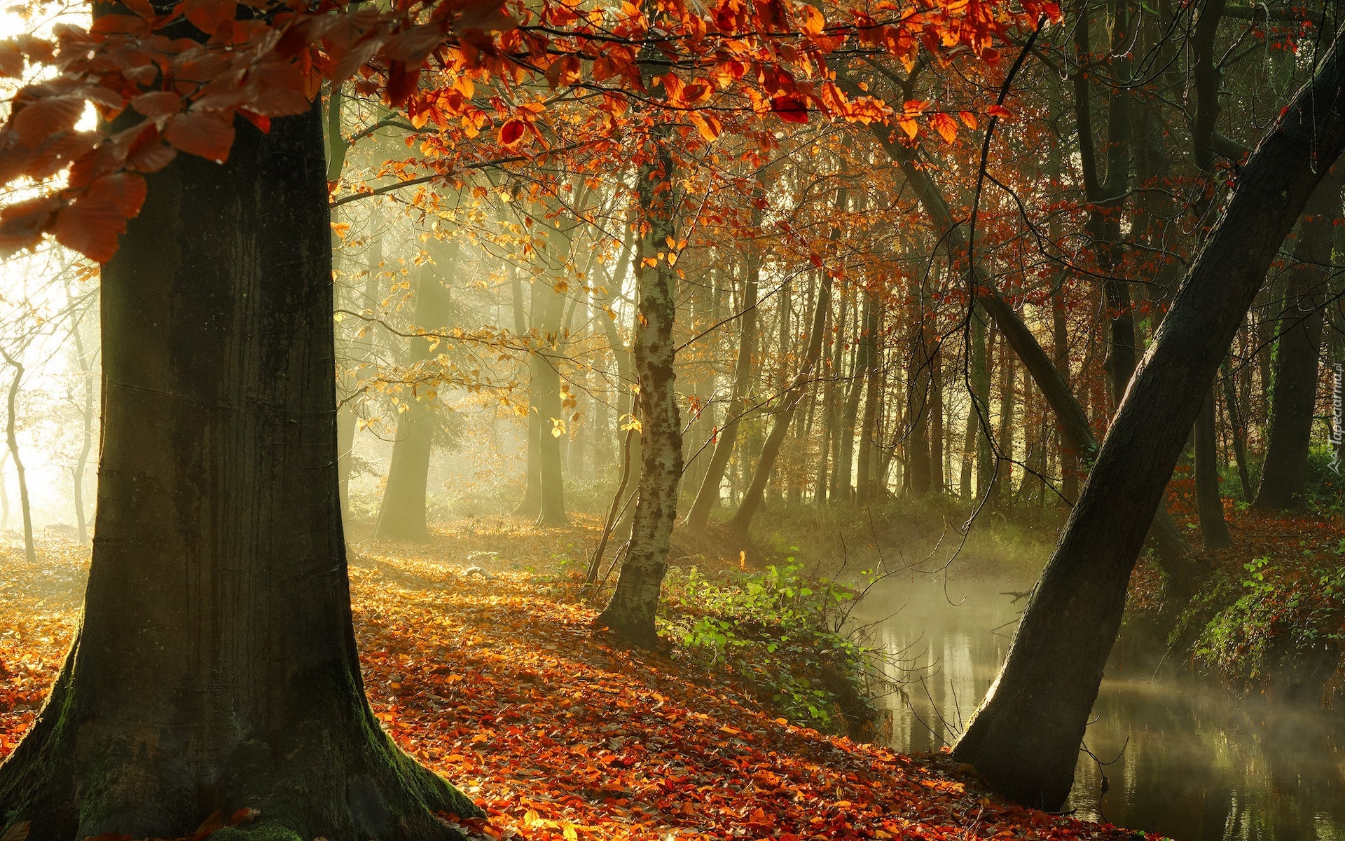 Las, Rzeka, Jesień, Przebijające światło, Drzewa