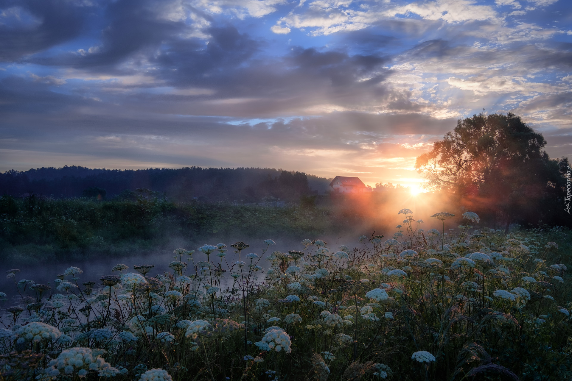 Rzeka Istra, Mgła, Drzewa, Roślinność, Wschód słońca, Obwód moskiewski, Rosja