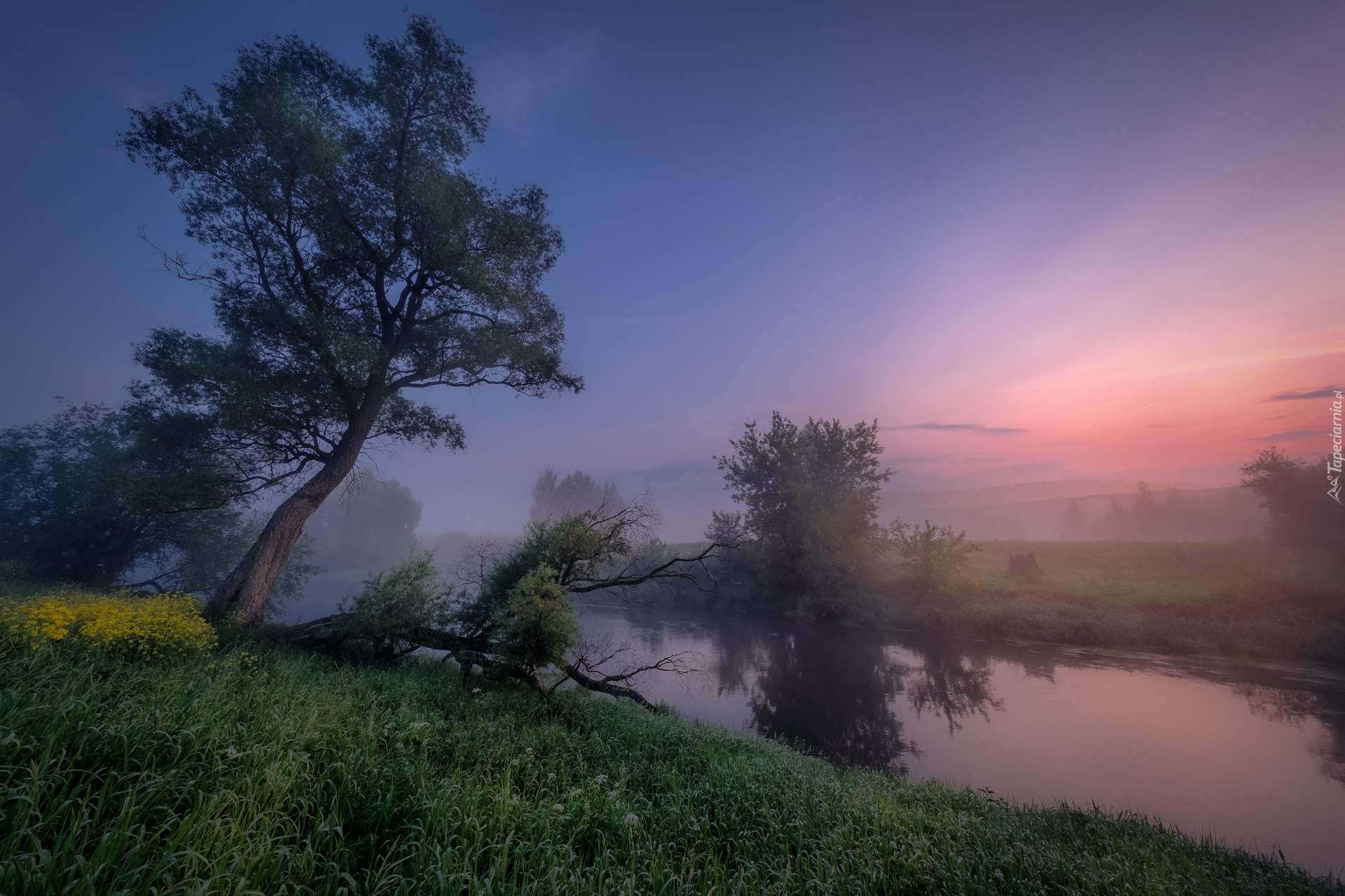 Rzeka Istra, Mgła, Drzewa, Wschód słońca, Obwód moskiewski, Rosja