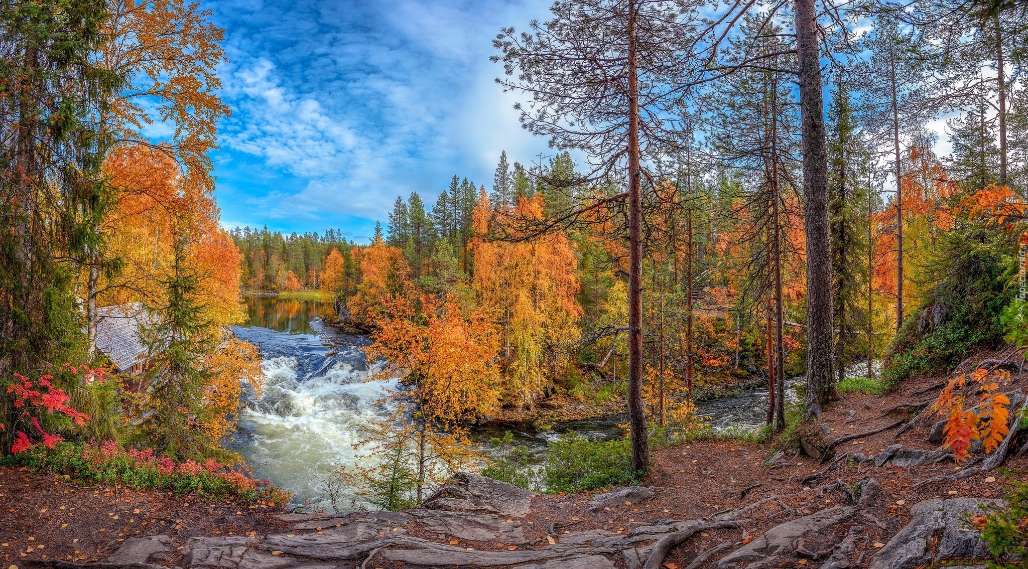 Jesień, Rzeka Kitkajoki, Drzewa, Park Narodowy Oulanka, Laponia, Finlandia