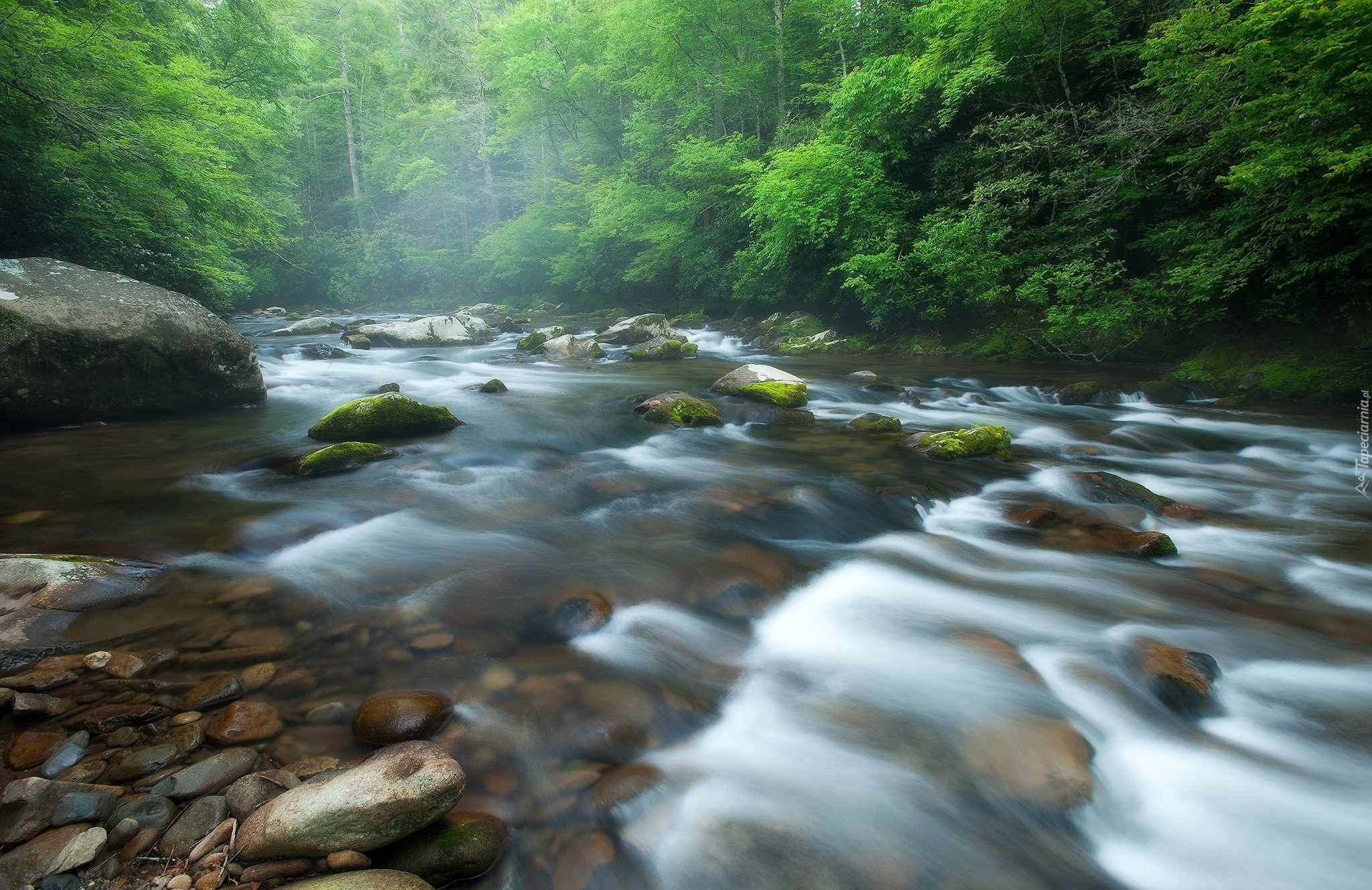 Rzeka Little River, Park Narodowy Great Smoky Mountains, Stan Tennessee, Stany Zjednoczone, Kamienie, Drzewa, Las