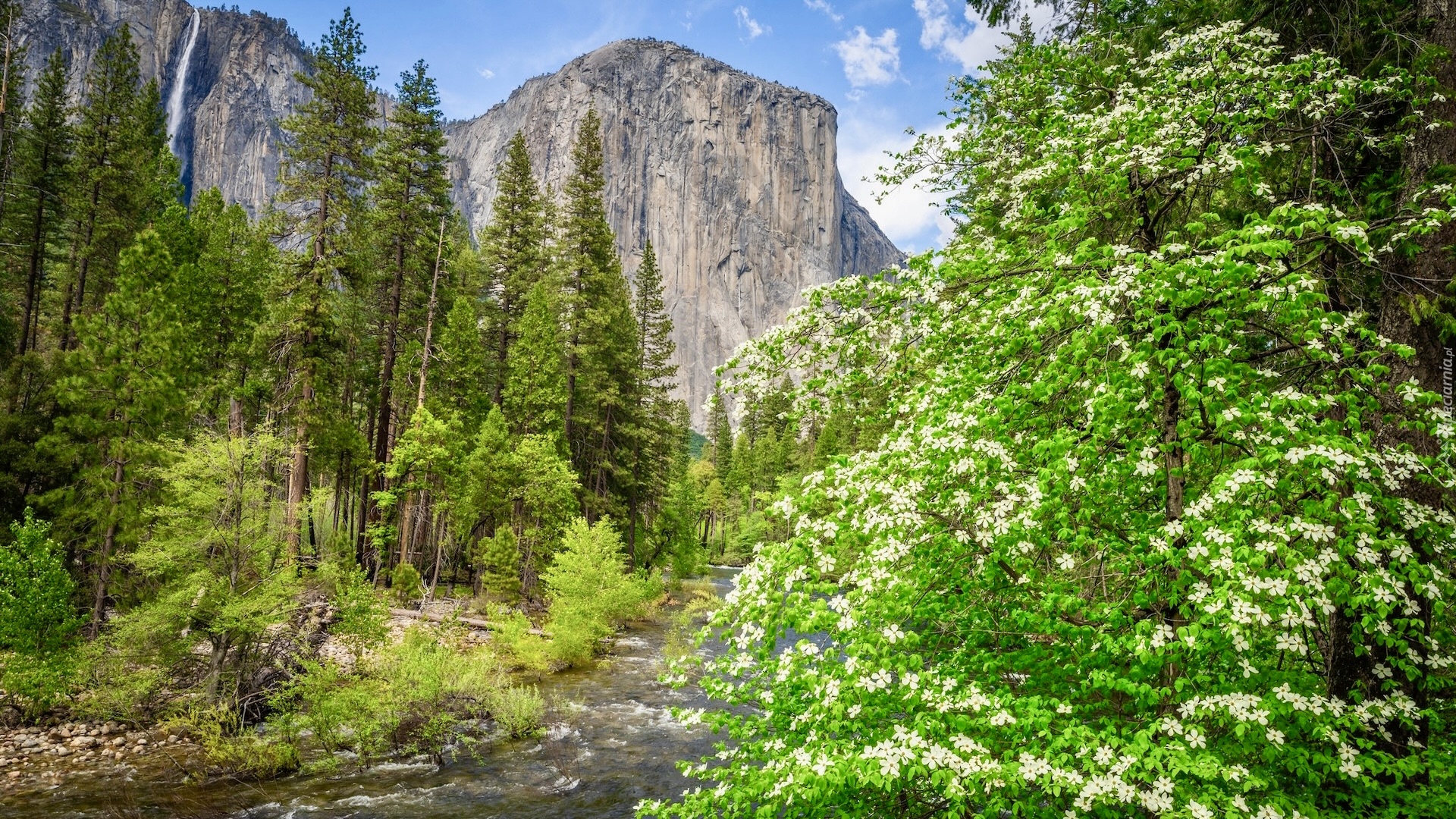 Stany Zjednoczone, Kalifornia, Park Narodowy Yosemite, Góra, El Capitan, Rzeka, Merced River, Drzewa, Krzewy, Kwiaty