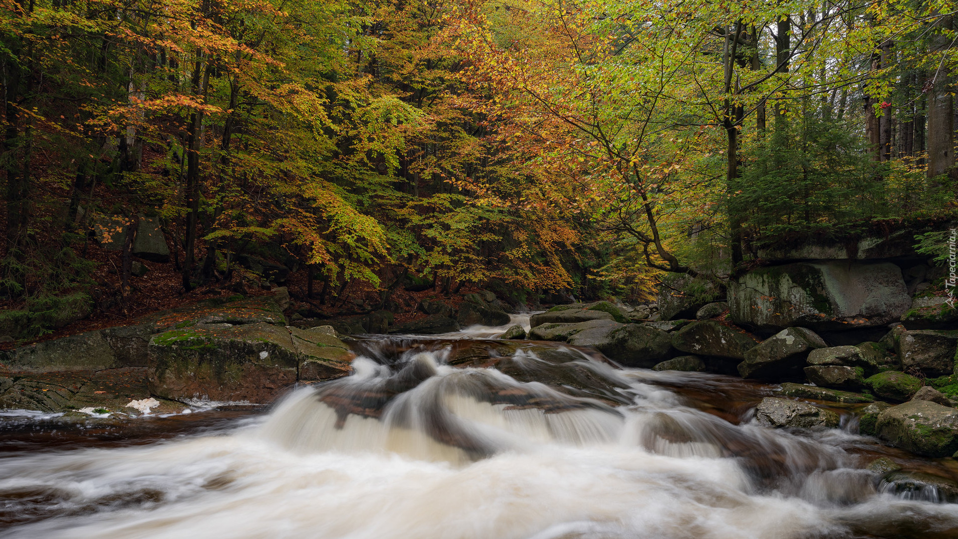 Las, Drzewa, Jesień, Skały, Kamienie, Rzeka, River Mumlava, Kamienie, Harrachov, Czechy