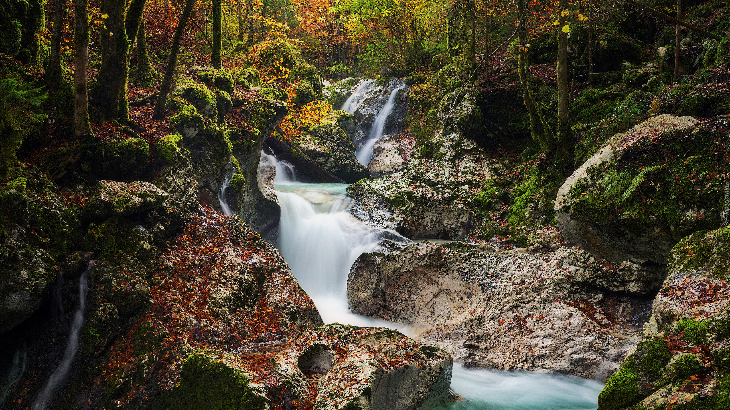 Las, Kamienie, Skały, Drzewa, Rzeka, Triglavski Park Narodowy, Słowenia