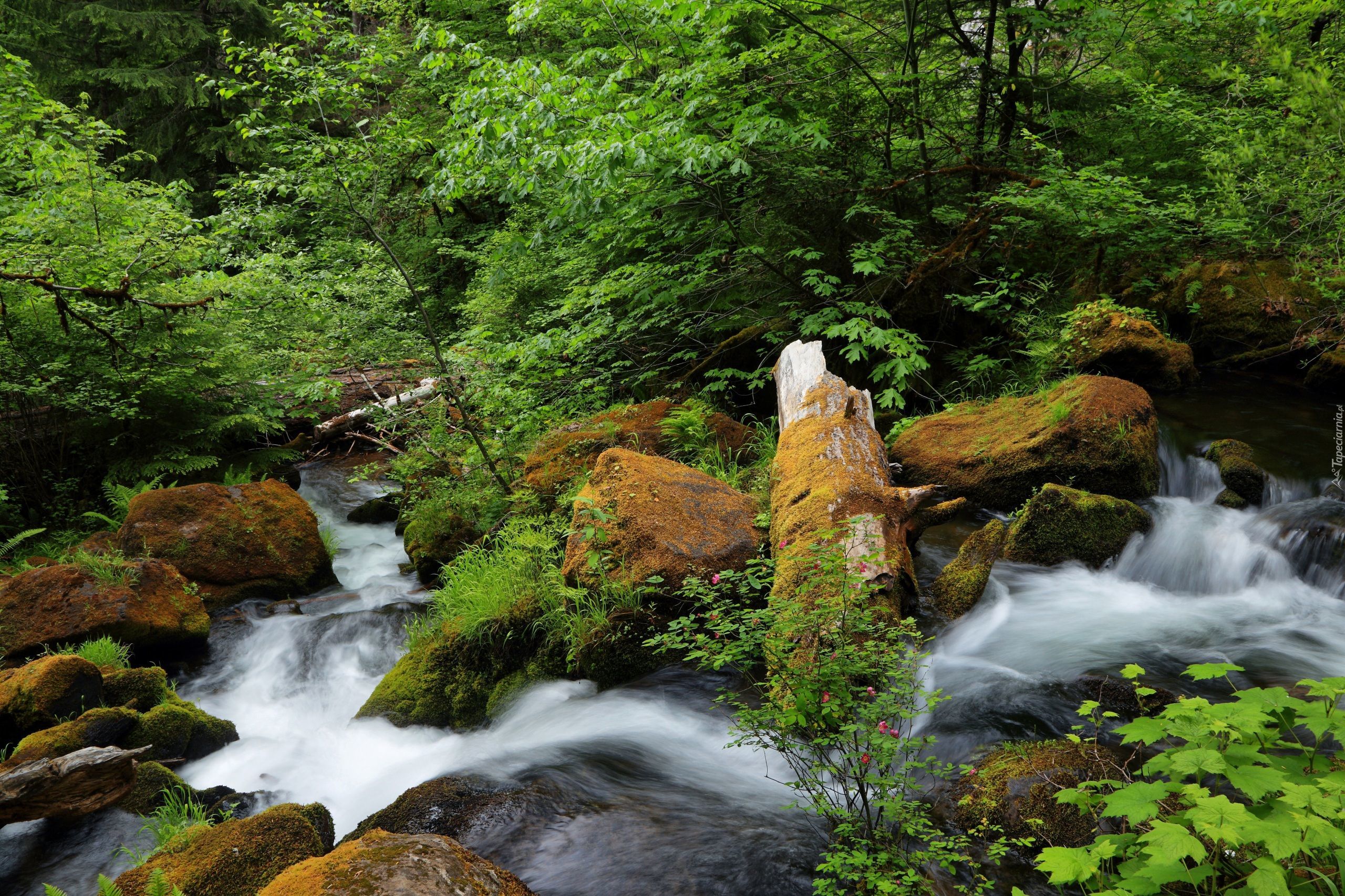 Stany Zjednoczone, Stan Oregon, Rwąca, Rzeka North Umpqua River, Kamienie, Skały, Drzewa