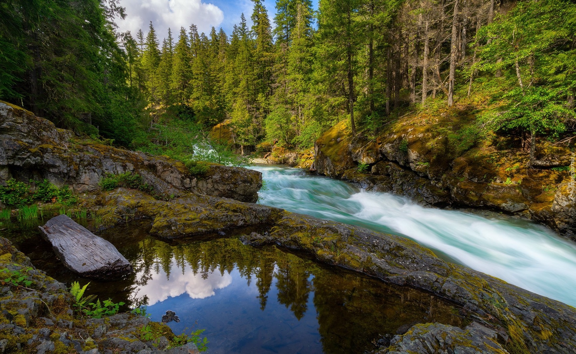 Stany Zjednoczone, Waszyngton, Rzeka, Ohanapecosh River, Las, Drzewa, Chmury