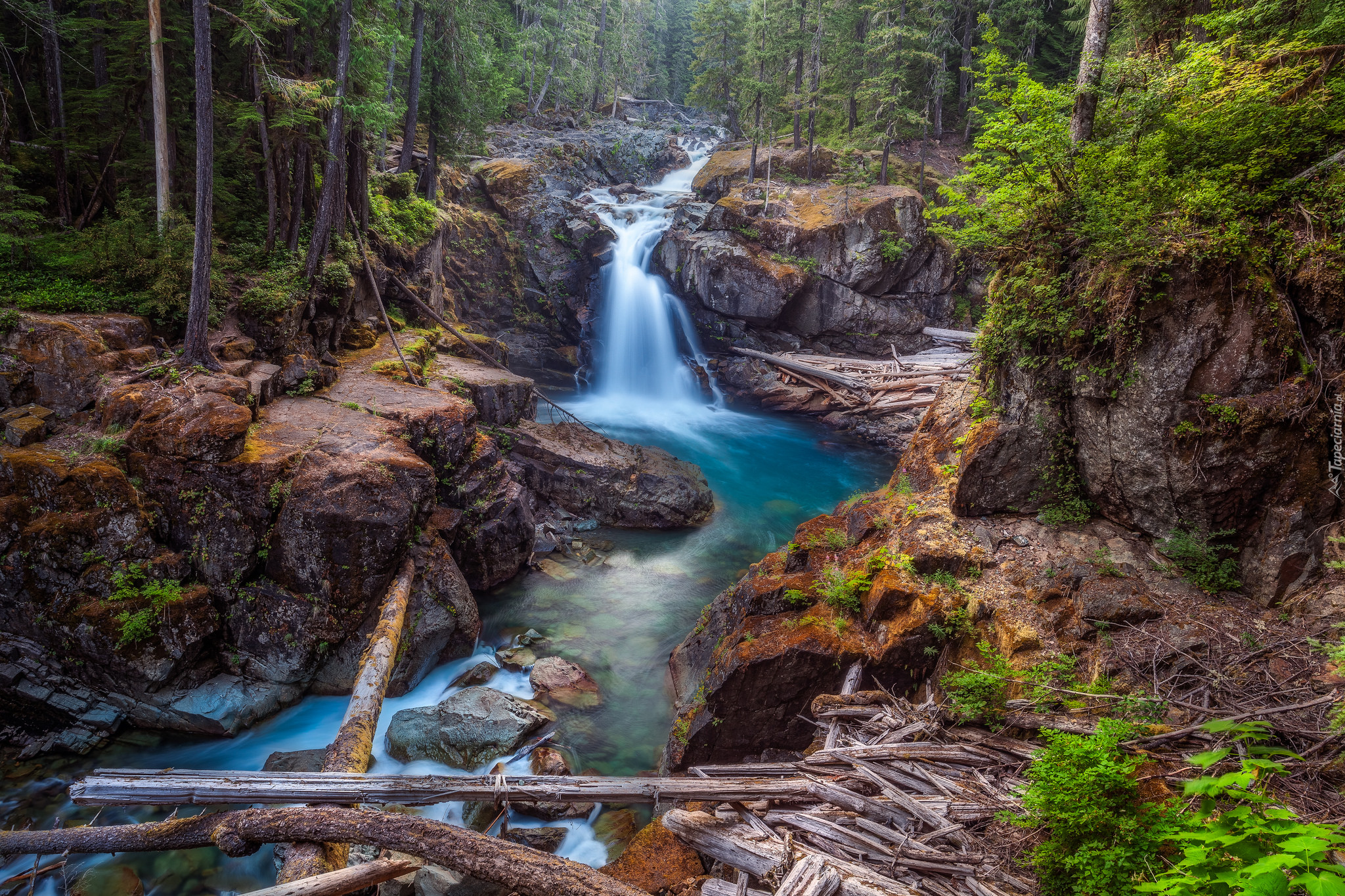 Las, Rzeka Ohanapecosh River, Park Narodowy Mount Rainier, Skały, Roślinność, Stan Waszyngton, Stany Zjednoczone