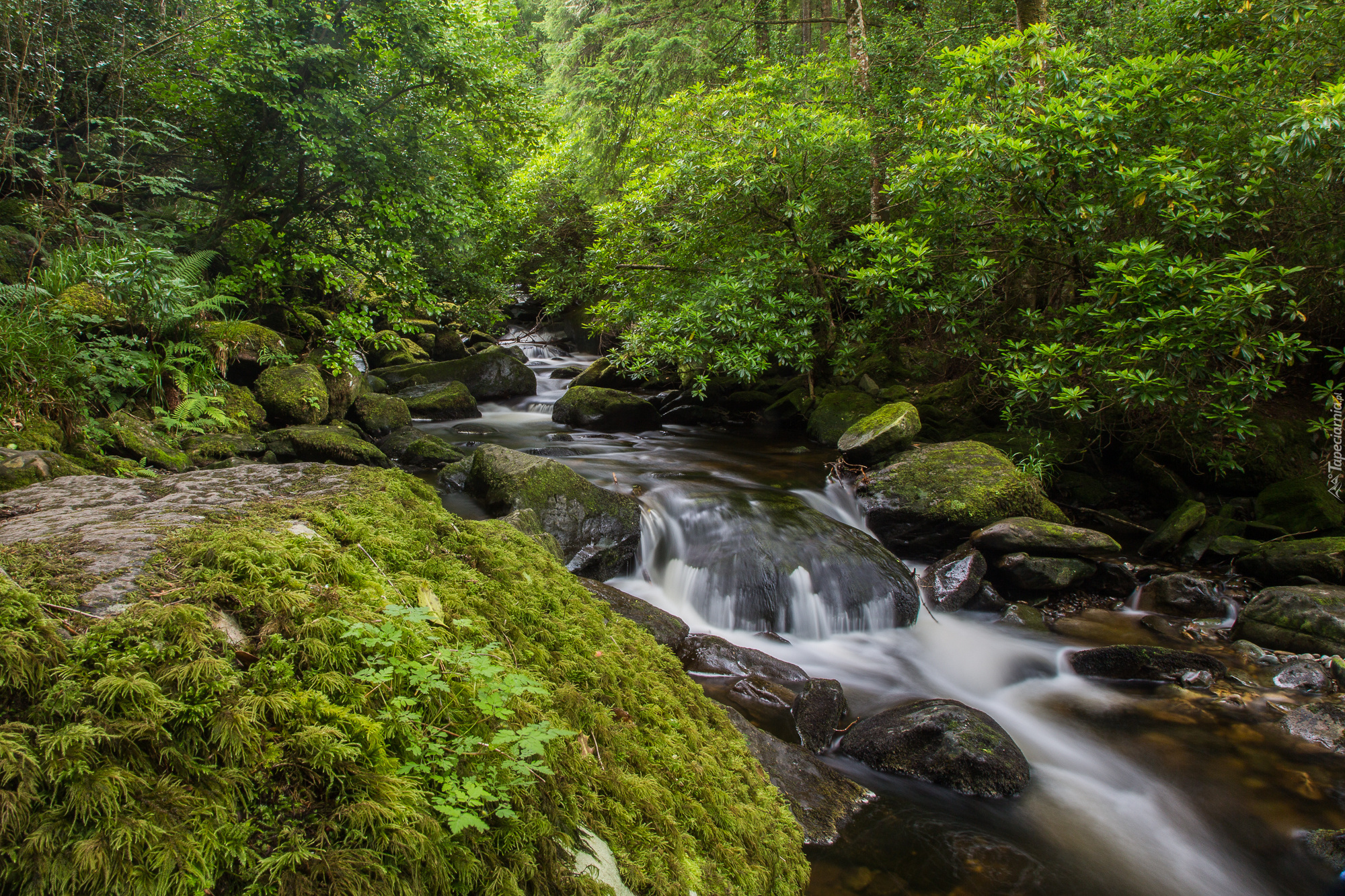 Irlandia, Park Narodowy Killarney, Rzeka Owengarriff River, Las, Kamienie