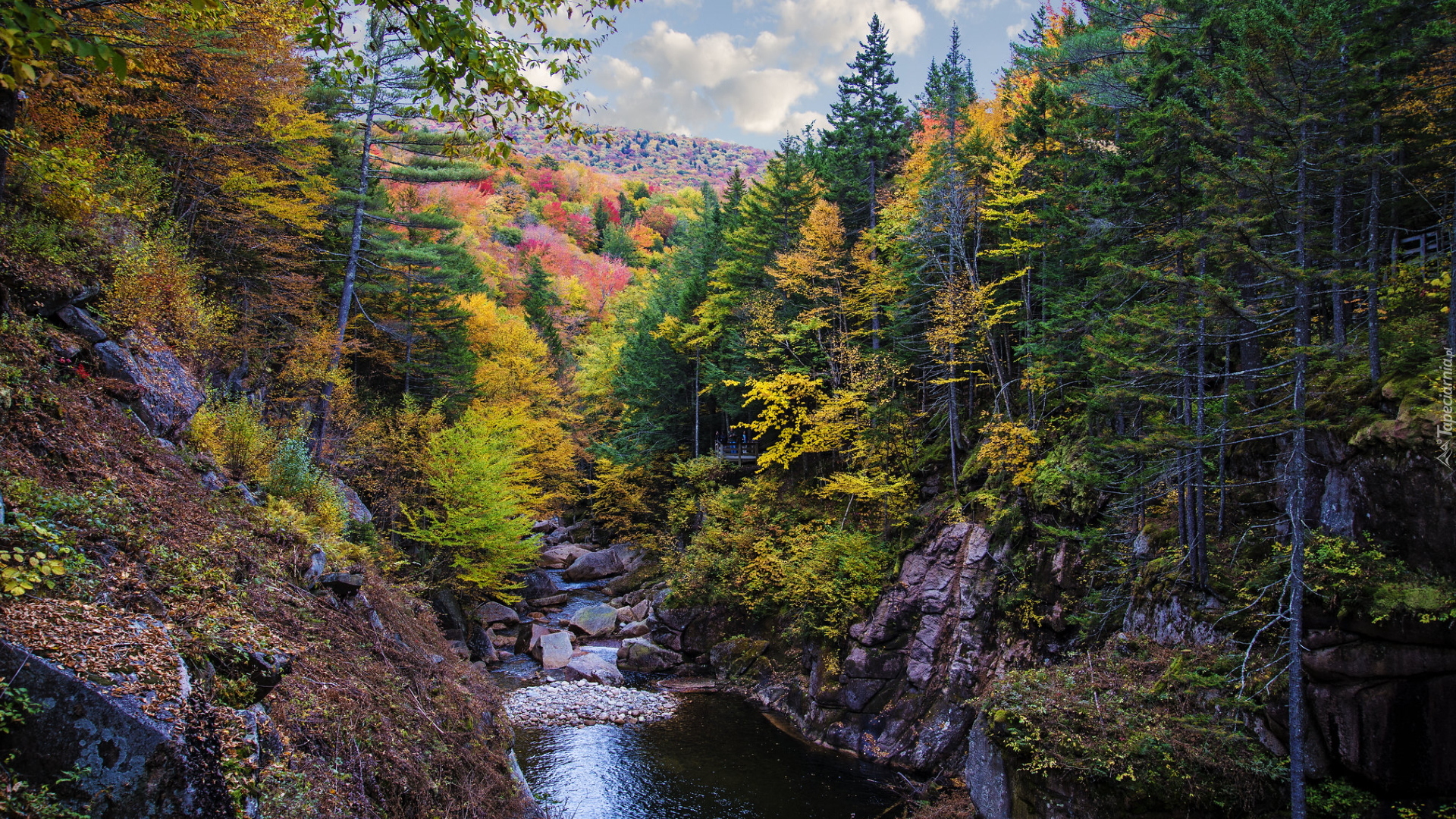 Rzeka, Pemigewasset River, Skały, Las, Drzewa, Jesień, Stan New Hampshire, Stany Zjednoczone