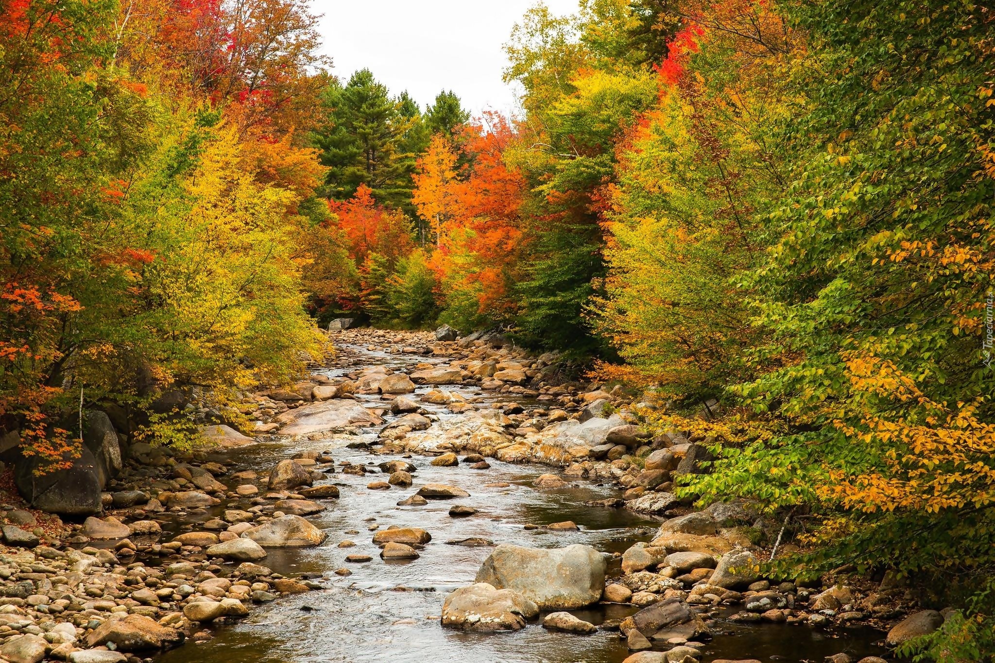 Stany Zjednoczone, Stan New Hampshire, Rzeka Pemigewasset River, Kamienie, Las, Jesień