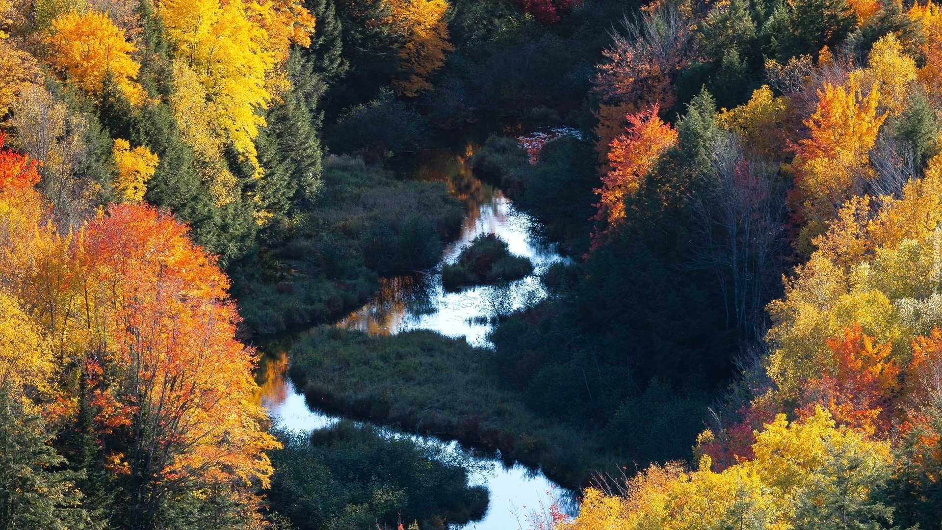 Rzeka, Las, Jesień, Kolorowe, Drzewa