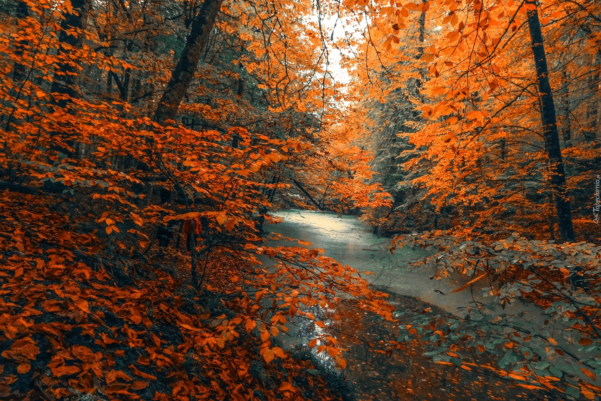 Jesień, Kolorowe, Liście, Drzewa, Las, Rzeka