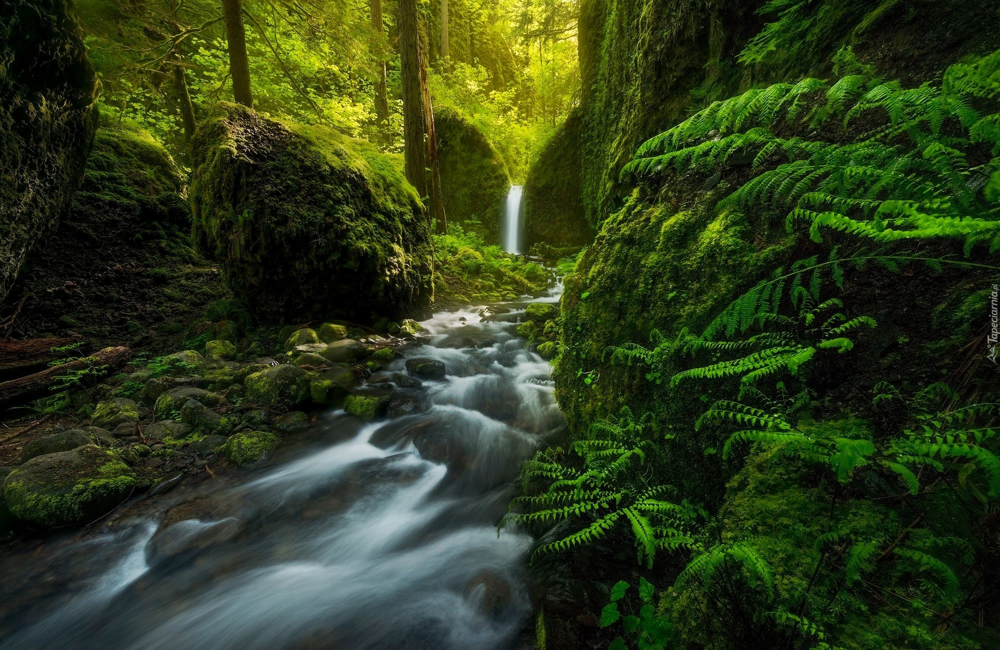 Stany Zjednoczone, Stan Oregon, Rezerwat przyrody Columbia River Gorge, Rzeka Ruckel Creek, Wodospad Mossy Grotto Falls, Las, Omszałe, Kamienie, Skały