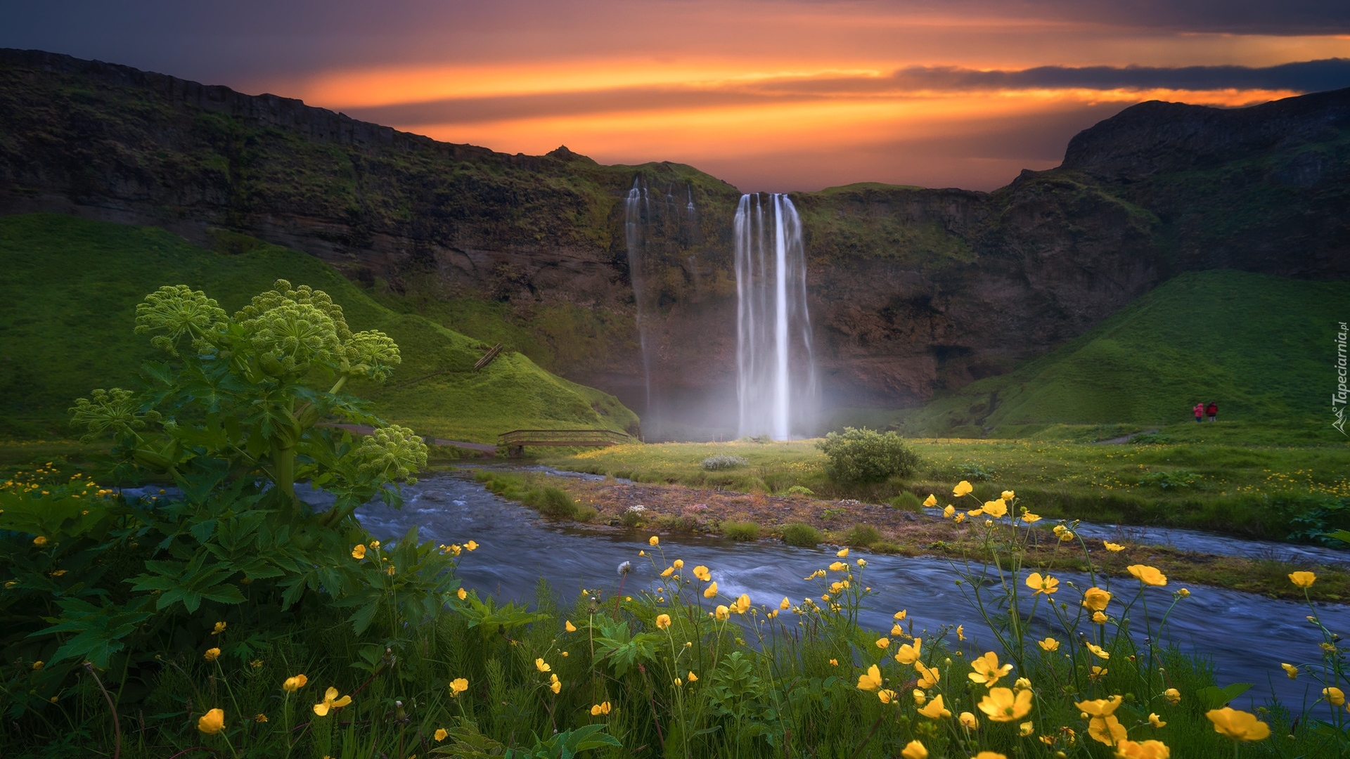 Wodospad Seljalandsfoss, Skały, Rzeka Seljalandsa, Niebo, Żółte, Kwiaty, Islandia