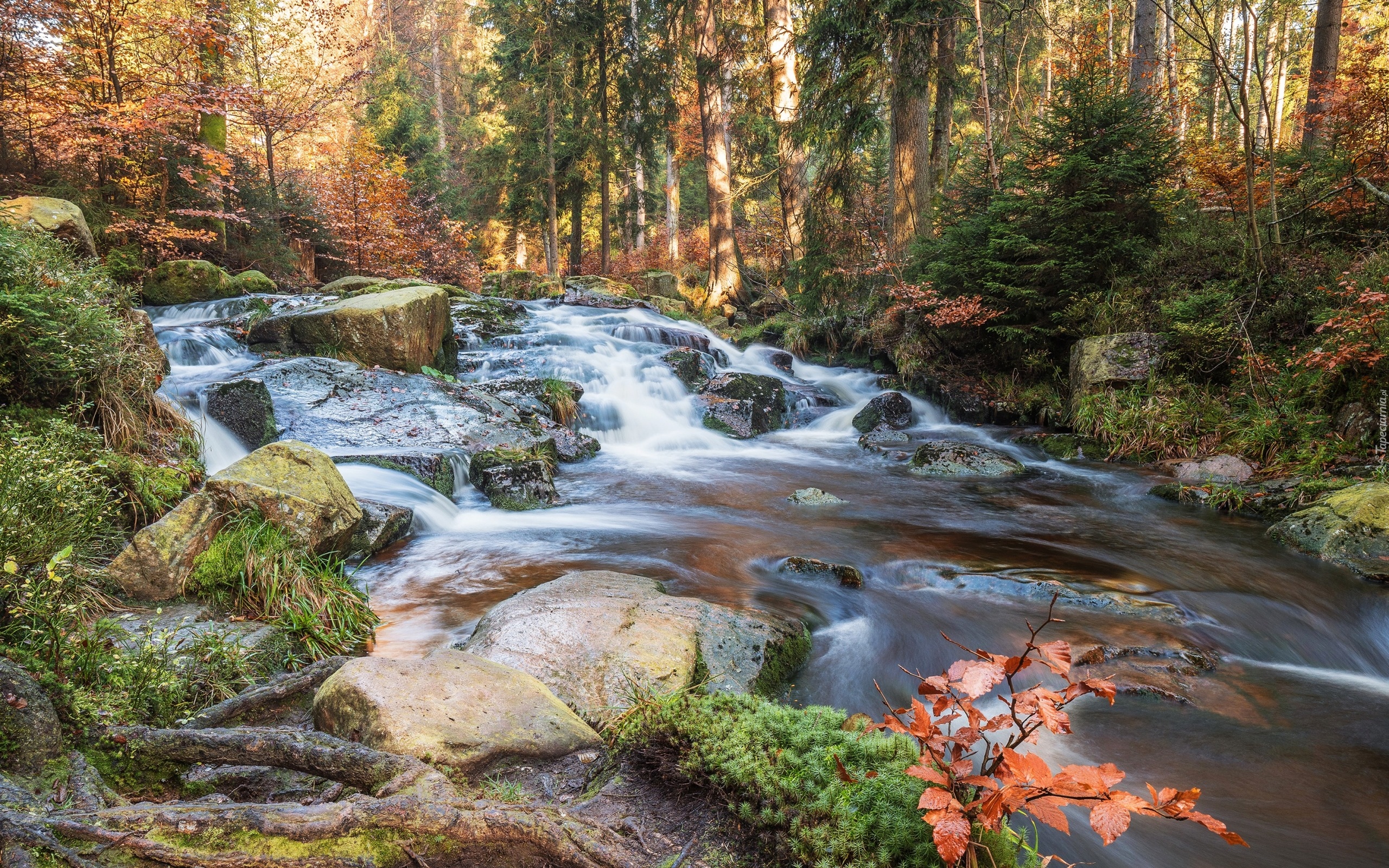 Niemcy, Saksonia-Anhalt, Góry Harz, Rzeka Selke, Wodospad Selkefall, Las, Kamienie, Jesień