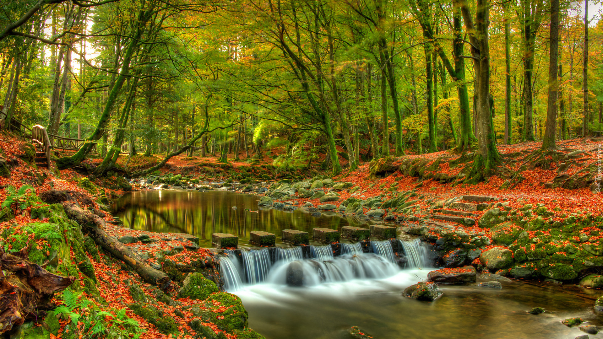 Jesień, Las, Park Tollymore Forest Park, Drzewa, Rzeka Shimne River, Hrabstwo Down, Irlandia Północna