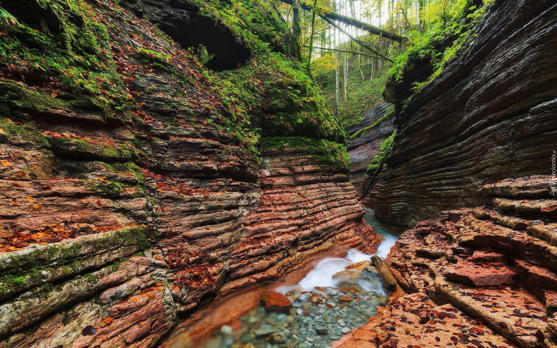 Skały, Wąwóz, Rzeka Taugl, Drzewa, Austria